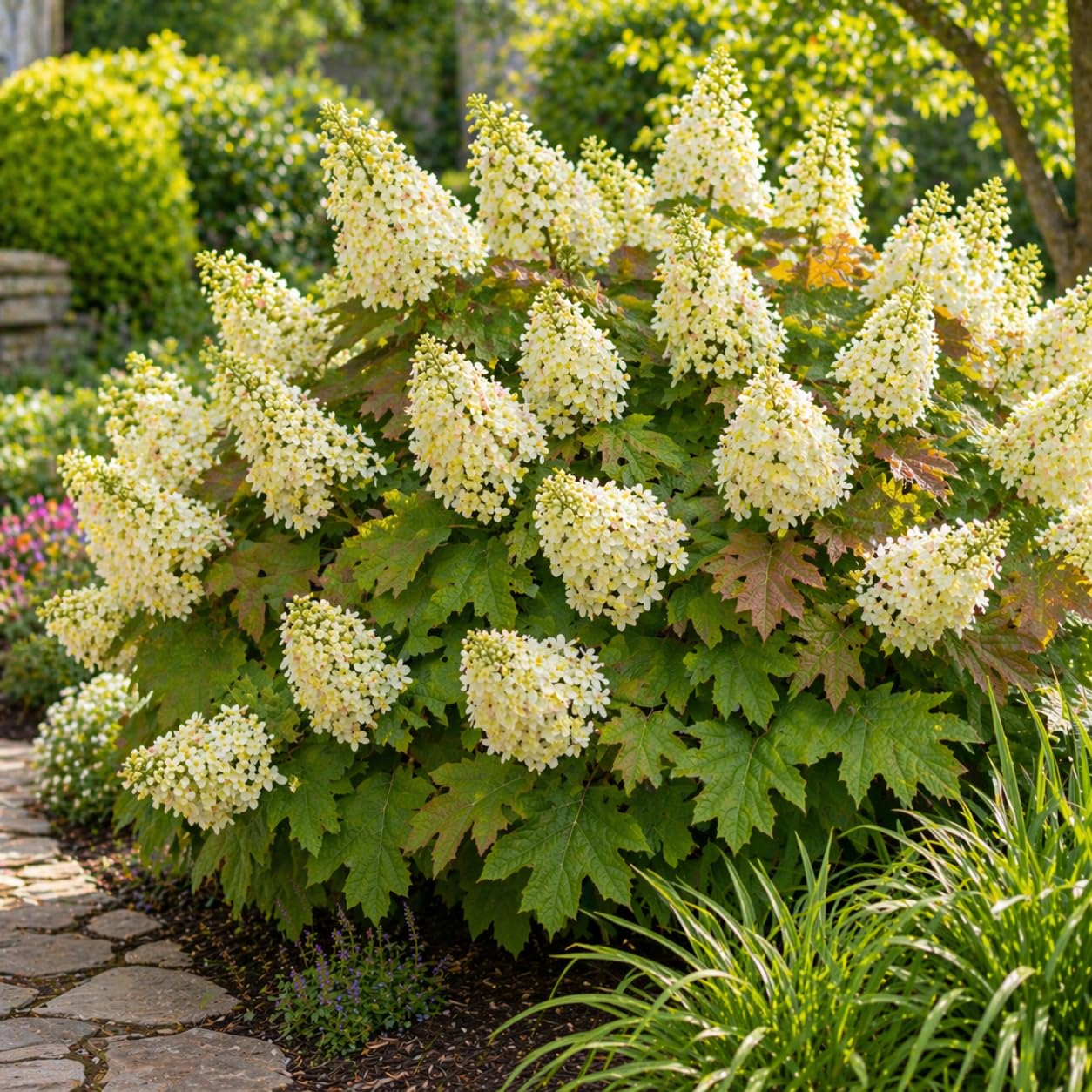 2 Ruby Slipper Oakleaf Hydrangea Live Plants Shrubs, 6-10" Tall - Quart Pot, Hardy Hydrangea Bushes Ready to Plant, Color-Changing Blooms Flowering Shrub for Garden & Landscape