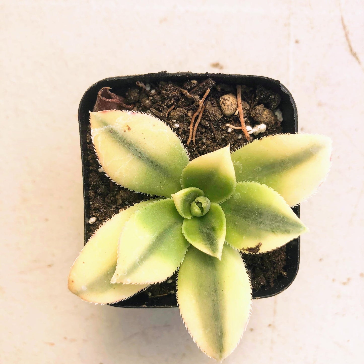 Aeonium Sunburst Succulent Rare Tri-Color Rosette – Variegated Live Plant in 2" Pot, Easy Care Drought-Tolerant Succulent, Indoor/Outdoor Patio Plant, Colorful Variegated Aeonium