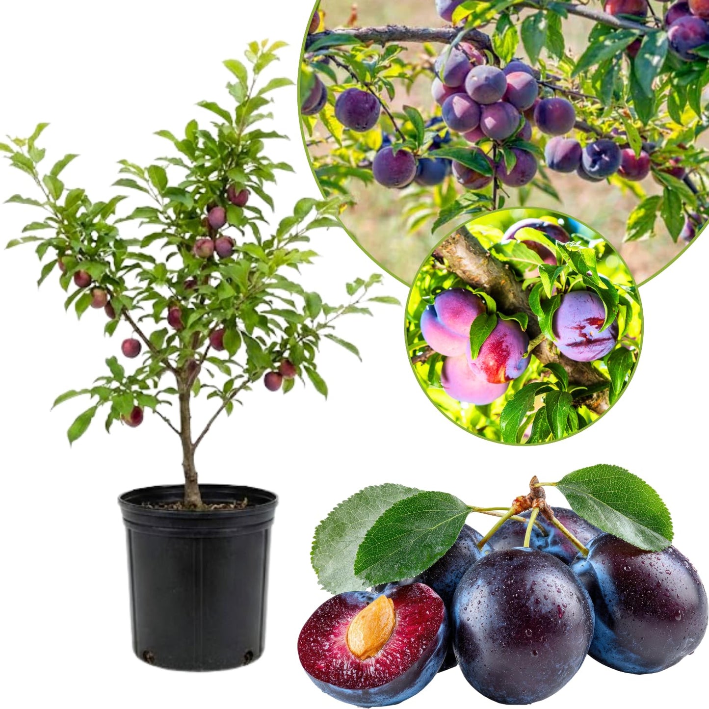 Methley Plum Tree Live Plant 2 to 3 Feet Height, in 3 Gallon Pot, Grafted Plum Plant Live to Grow Outdoor, Sweet Plum Fruit Tree, No Ship to CA