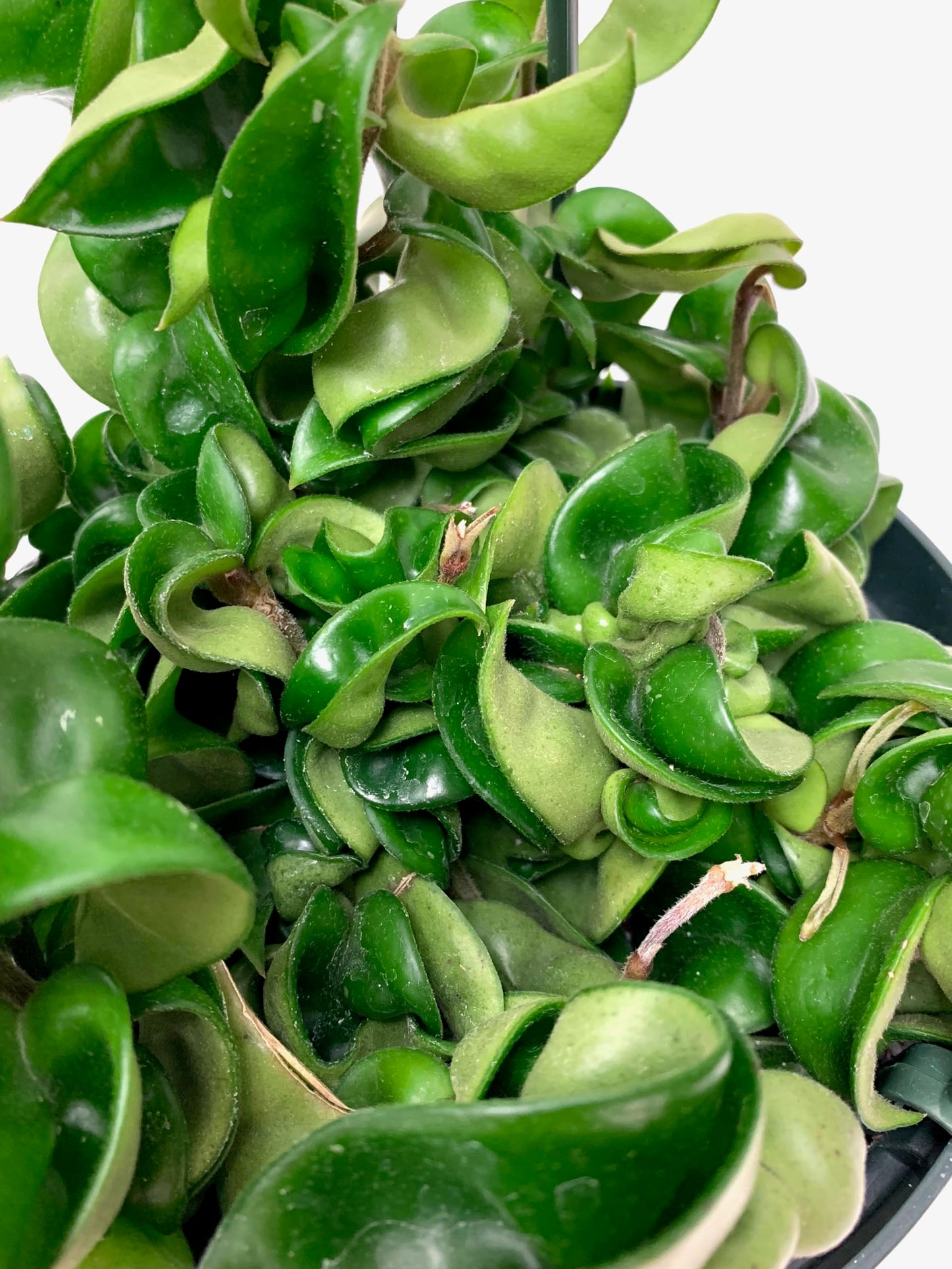 Hoya Compacta aka Hoya Hindu Rope Available in Large 6" Hanging Pot - Live Hoya Plant Air-Purifying Vine (XXL 6" Hanging Pot, Vines 1-3ft Long)