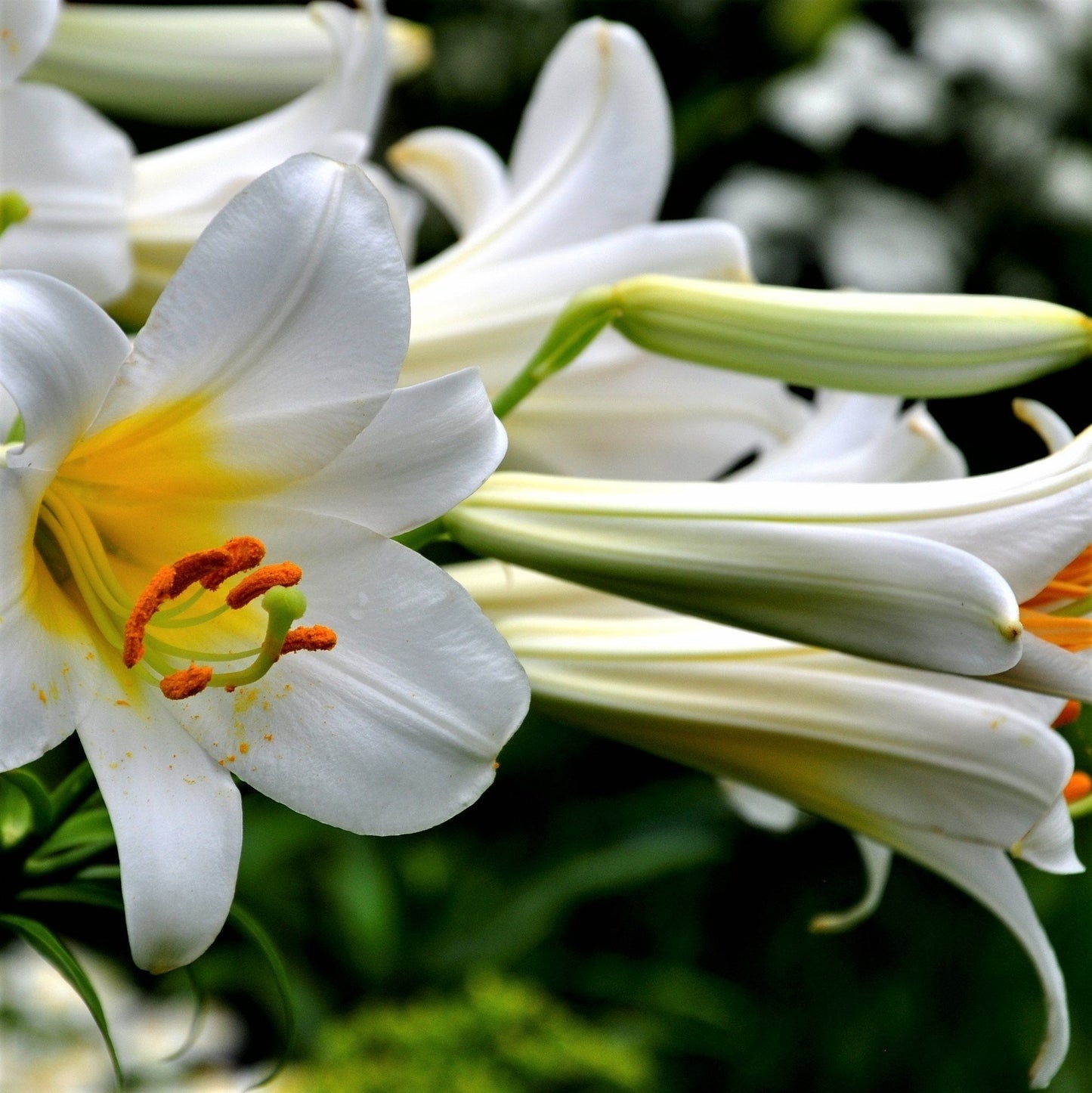 Easy to Grow Trumpet Lily 'Big Band Collection' Large Plant Bulbs (4 Pack) - Mixed Colors, Tall Fragrant Flowers in Summer Gardens