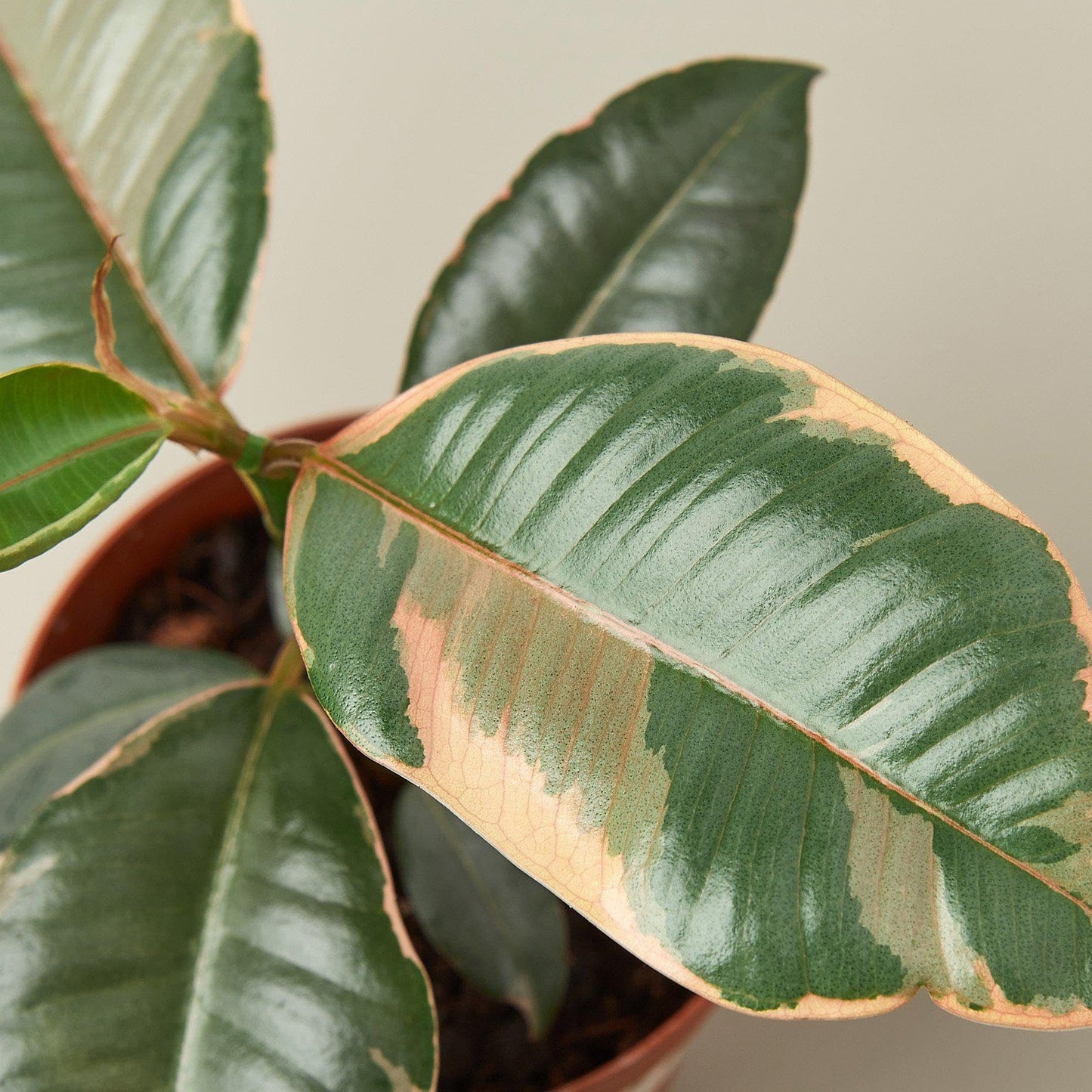 Ficus Elastica 'Ruby Pink' | Live Plant for Indoor & Outdoor | for Living Room, Office, Bathroom | (4" Pot)