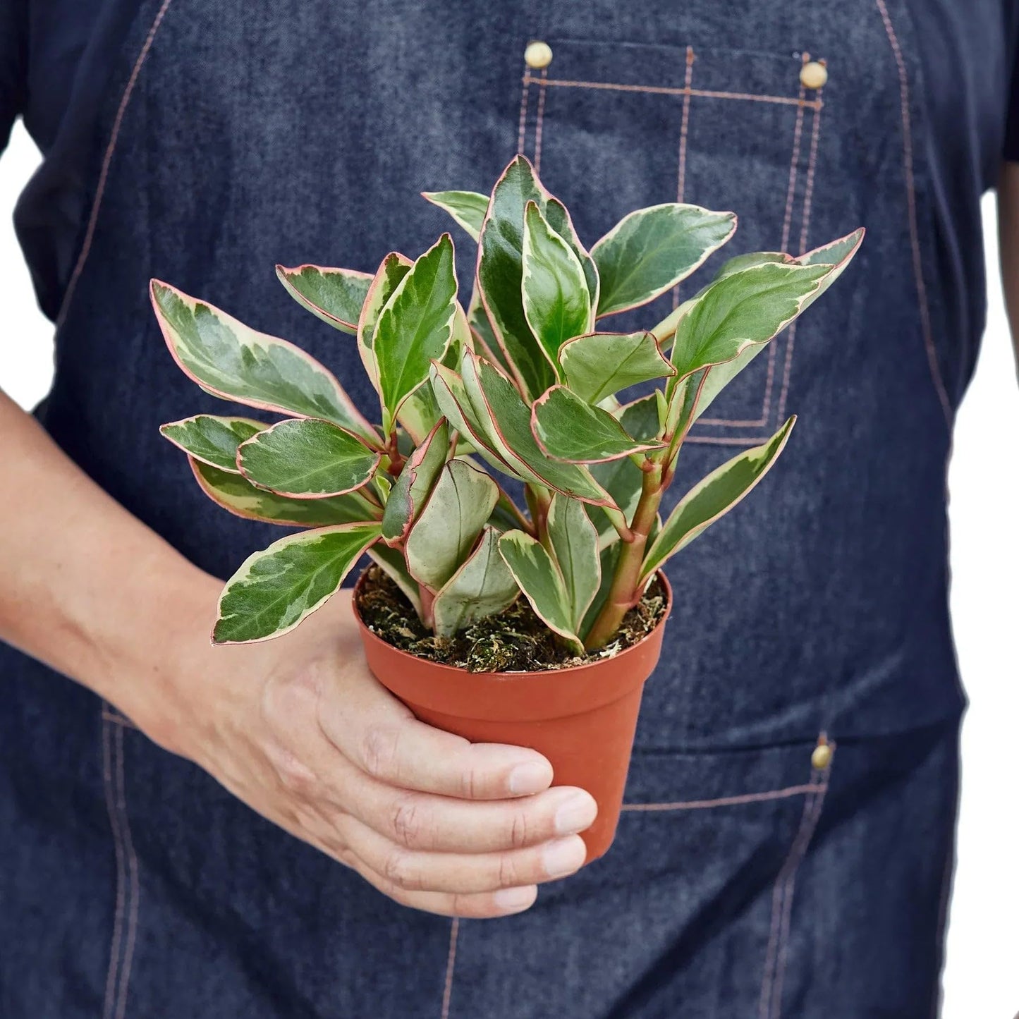 Peperomia 'Ginny' | Live Plant for Indoor & Outdoor | for Living Room, Office, Bathroom | (3" Pot)