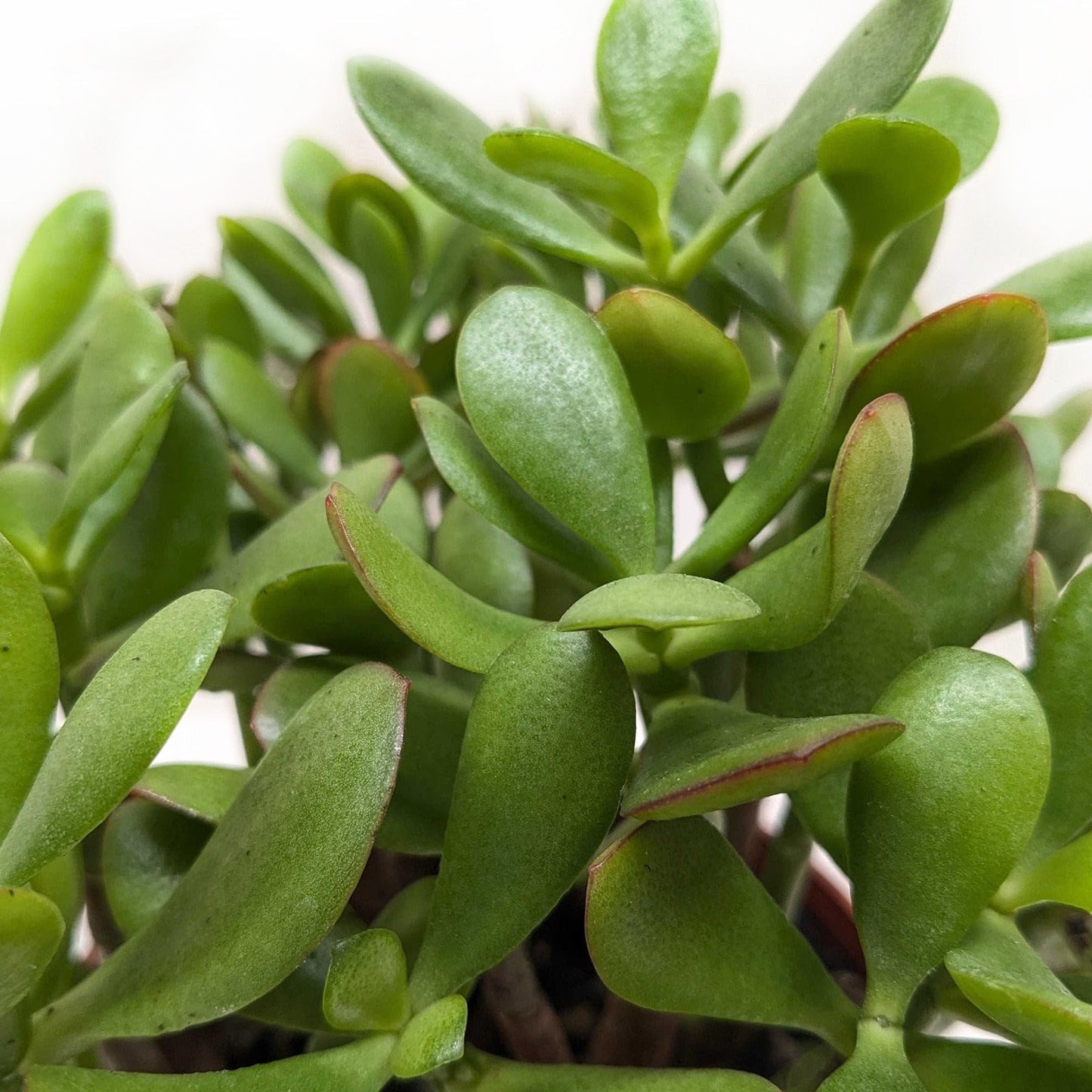 Succulent Crassula 'Jade' | Live Plant for Indoor & Outdoor | for Living Room, Office, Bathroom | (3" Pot)