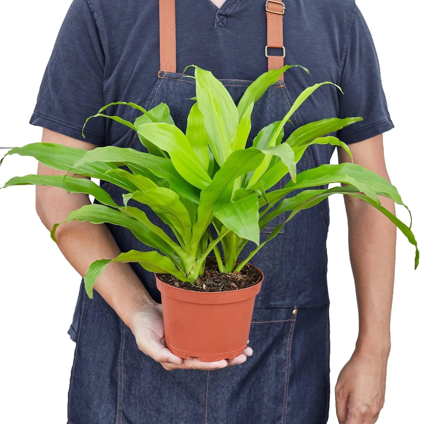 Dracaena 'Lime Light' | Live Plant for Indoor & Outdoor | for Living Room, Office, Bathroom | (6" Pot)