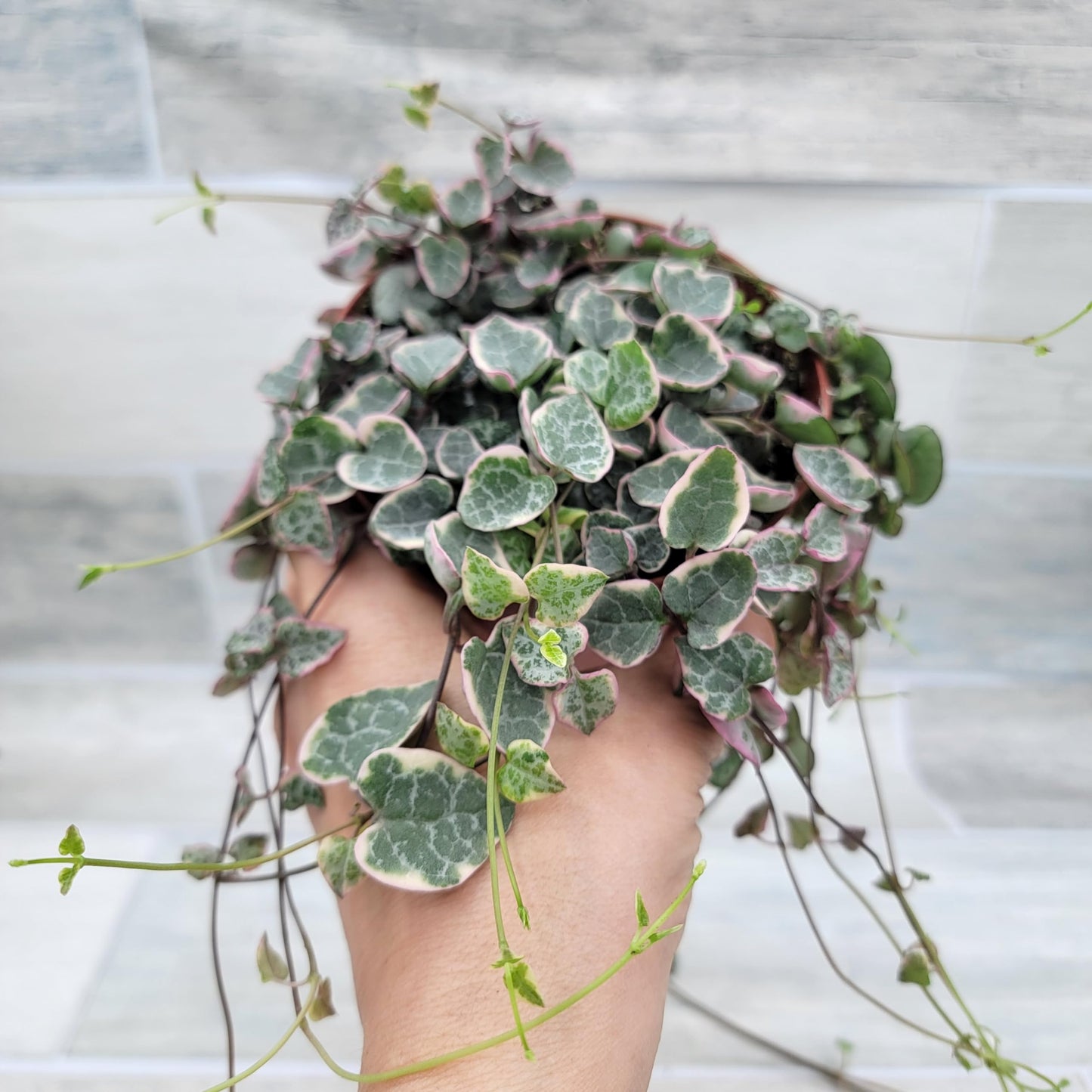 Rare Variegated String of Hearts - Ceropegia Woodii Variegata, Live Houseplants in 4" Pot by 3exoticgreen | Indoor Plants, Live Indoor Plants | Variegated Purple Hearts Plant