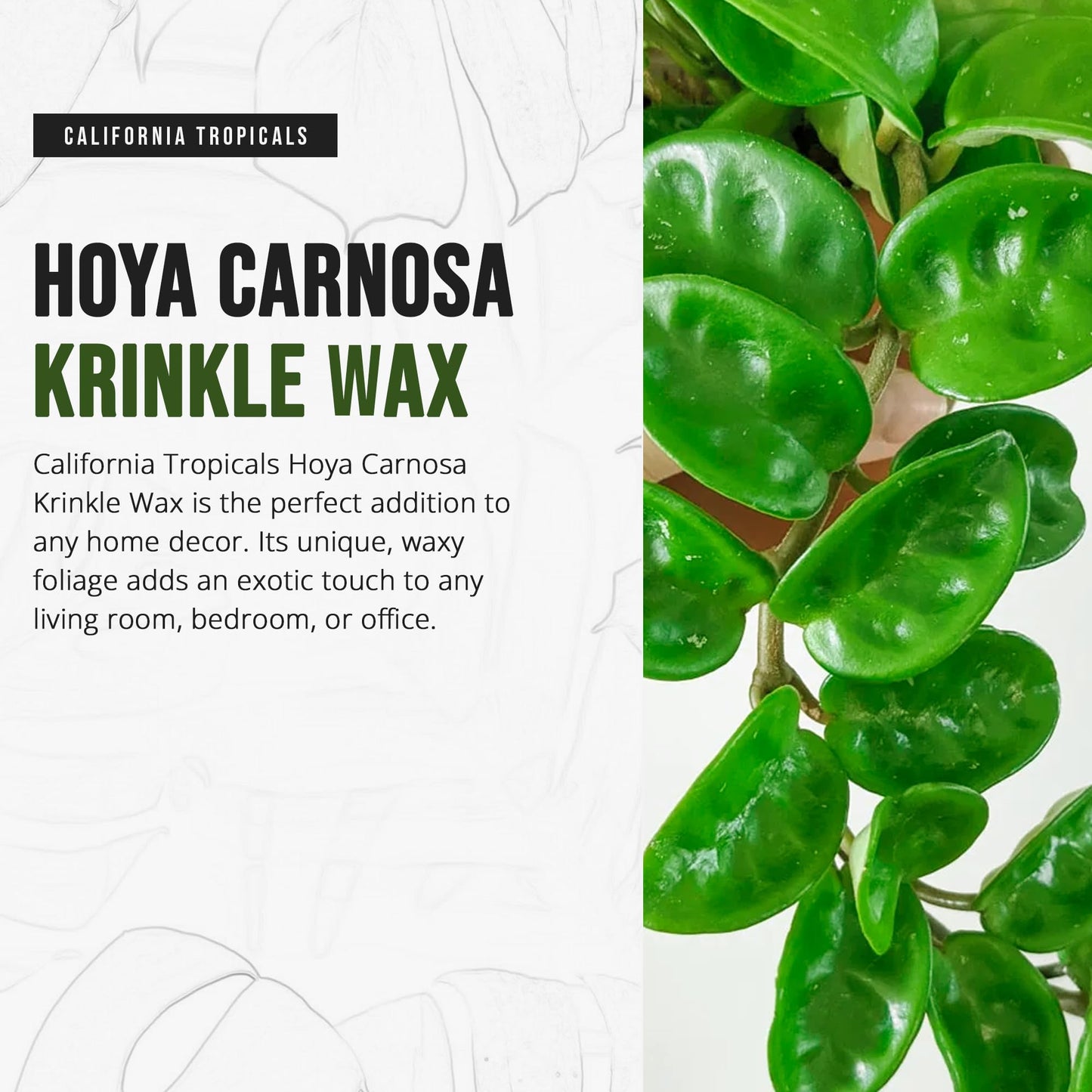 California Tropicals Live Hoya Carnosa Krinkle Wax Plant - Unique Houseplant, Indoor & Outdoor Decorative Garden Gift, Easy to Grow with Potting Soil, Planters & Pots for Home Decor, Office & Patio