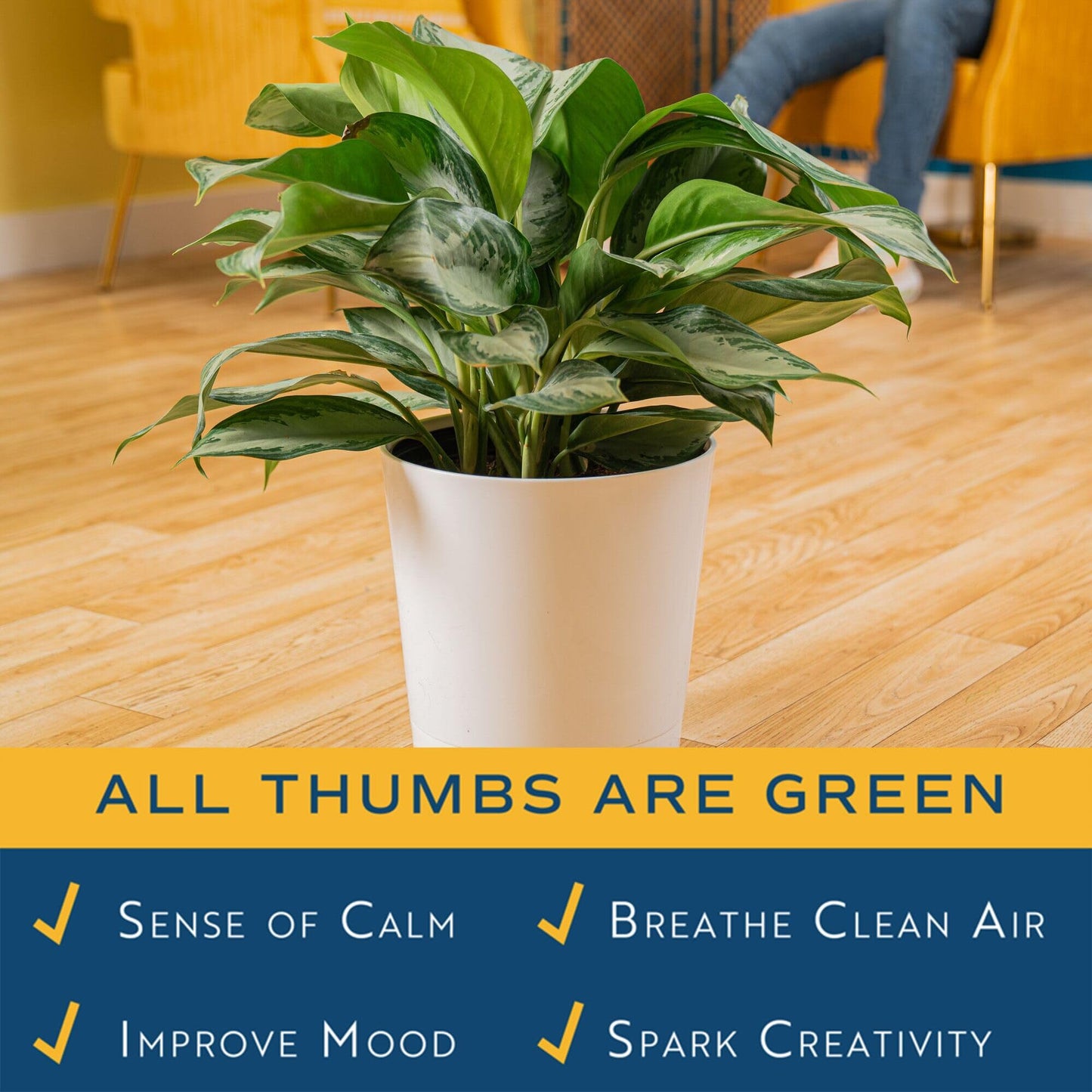 Costa Farms Chinese Evergreen, Aglaonema Easy To Grow Live Indoor Plant in Premium Décor Planter Pot, Houseplant in Potting Soil Mix, Housewarming, Unique Home Décor or Room Decor, 2-3 Feet Tall