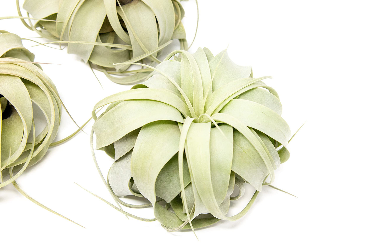 3 Pack Large Xerographica Air Plants 5 to 7 Inch Wide-Air Plants Live Tillandsia Succulent House Plants Holders-Available in Wholesale and Bulk-Home and Garden Decor-Easy Care Indoor Outdoor(