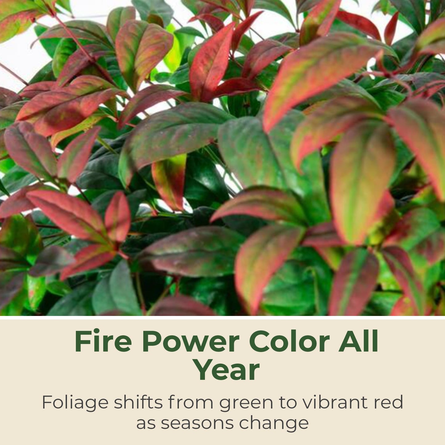 2.5 qt. Nandina Fire Power Shrub - Compact & Dense Dwarf Evergreen Shrubs w/Striking Pinnate Leaves - Ornamental Shrubs for Borders, Mass Plantings,Low Hedges, Rockeries or Perennial Gardens