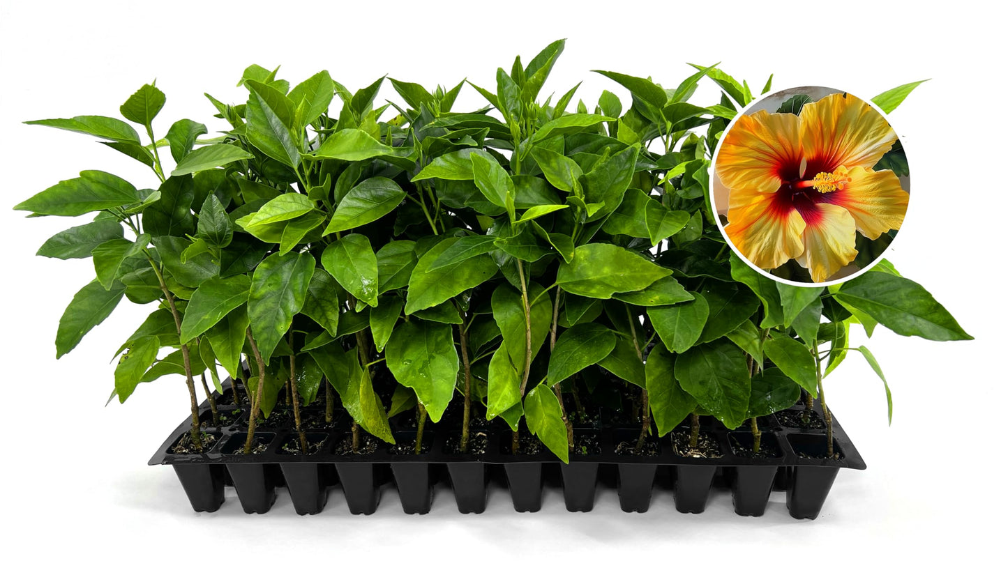 Hibiscus Red & Yellow | 3 Live Plants | Hibiscus Rosa-Sinensis | Vibrant Blooms | Garden Favorites