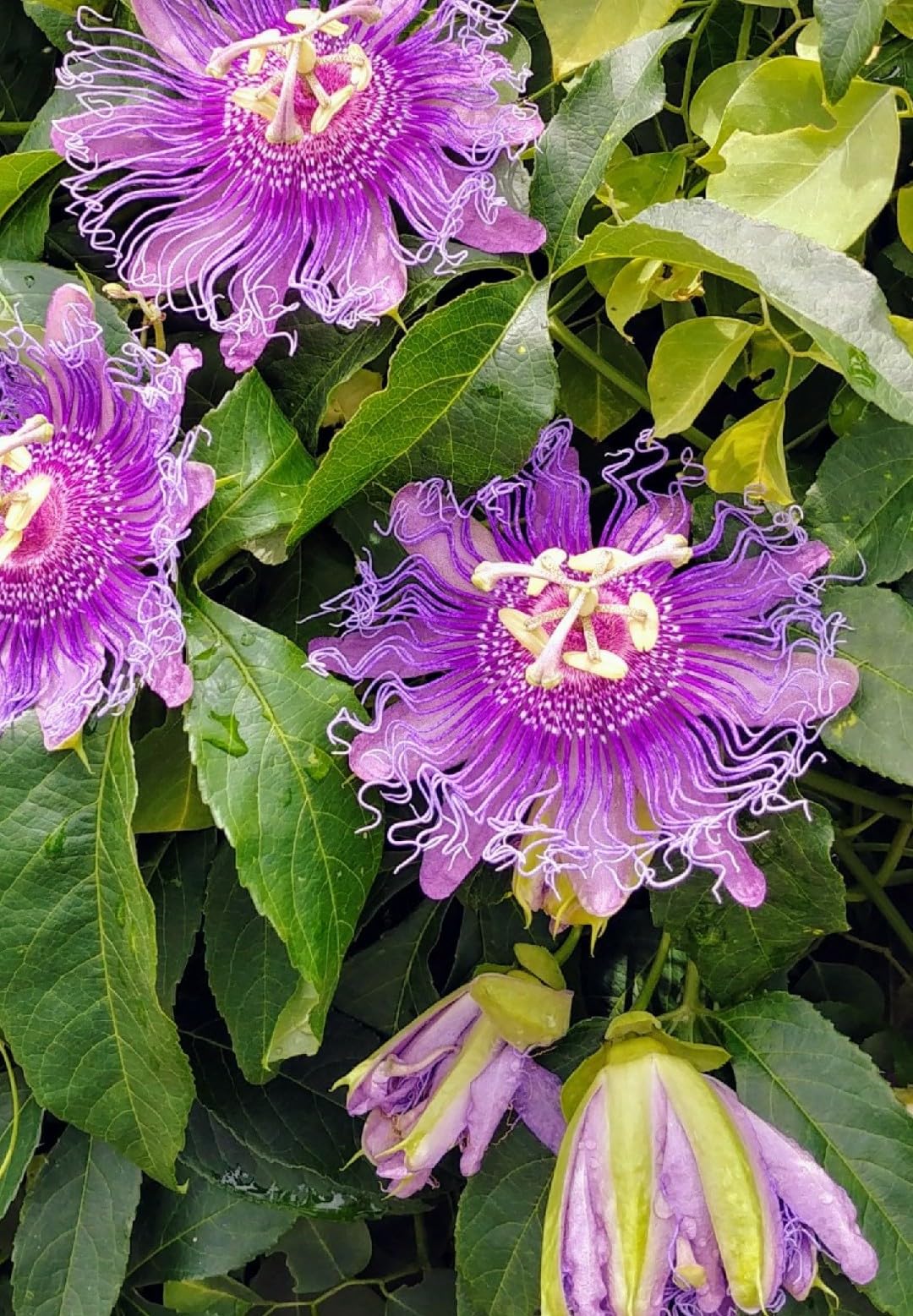 Passiflora Incense Live Plant | 5-9" Tall | Highly Fragrant Royal Purple Passion Flower Vine | Hardy Zone 6-9 | Fast-Growing Outdoor Trellis & Patio Climber | Exotic Butterfly Attractor
