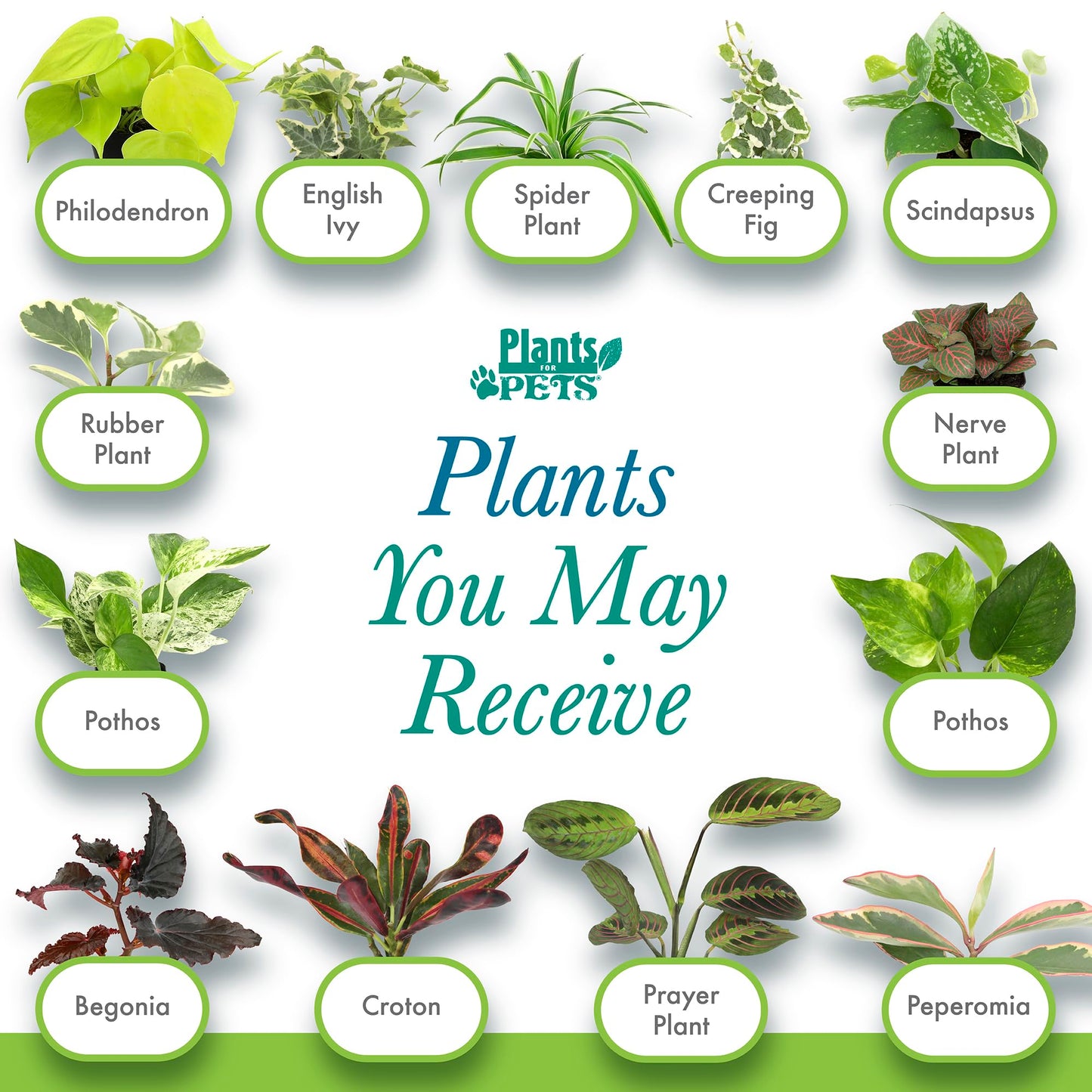 Easy to Grow Houseplants (12 Pack) Live House Plants in Plant Containers, Growers Choice Plant Set in Planters with Potting Soil Mix, Home Décor Planting Kit or Outdoor Garden Gifts by Plants for Pets