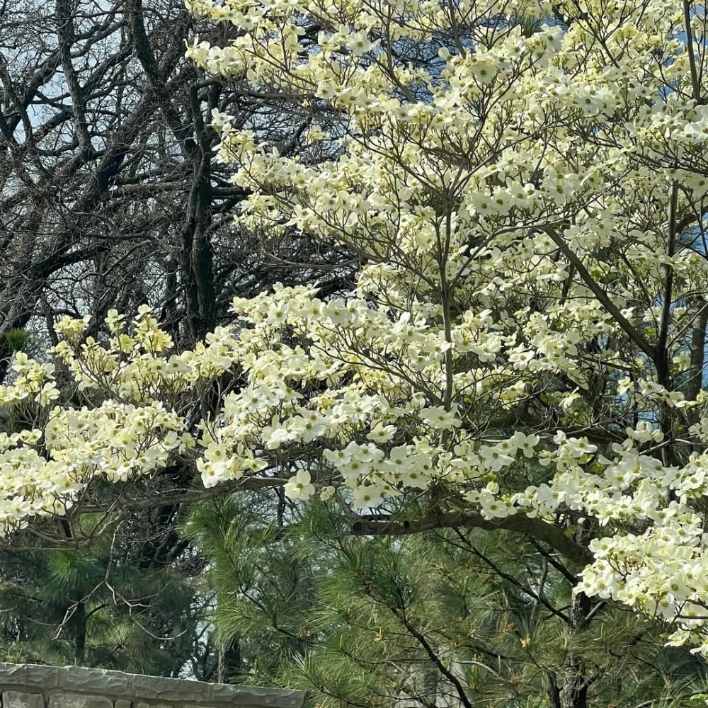 Dogwood Live Tree Plant, Flowering Dogwood Plant Live from 8 to 10 Inches Tall in Quart Pot for Outdoor Planting, Dormant in Winter (White)