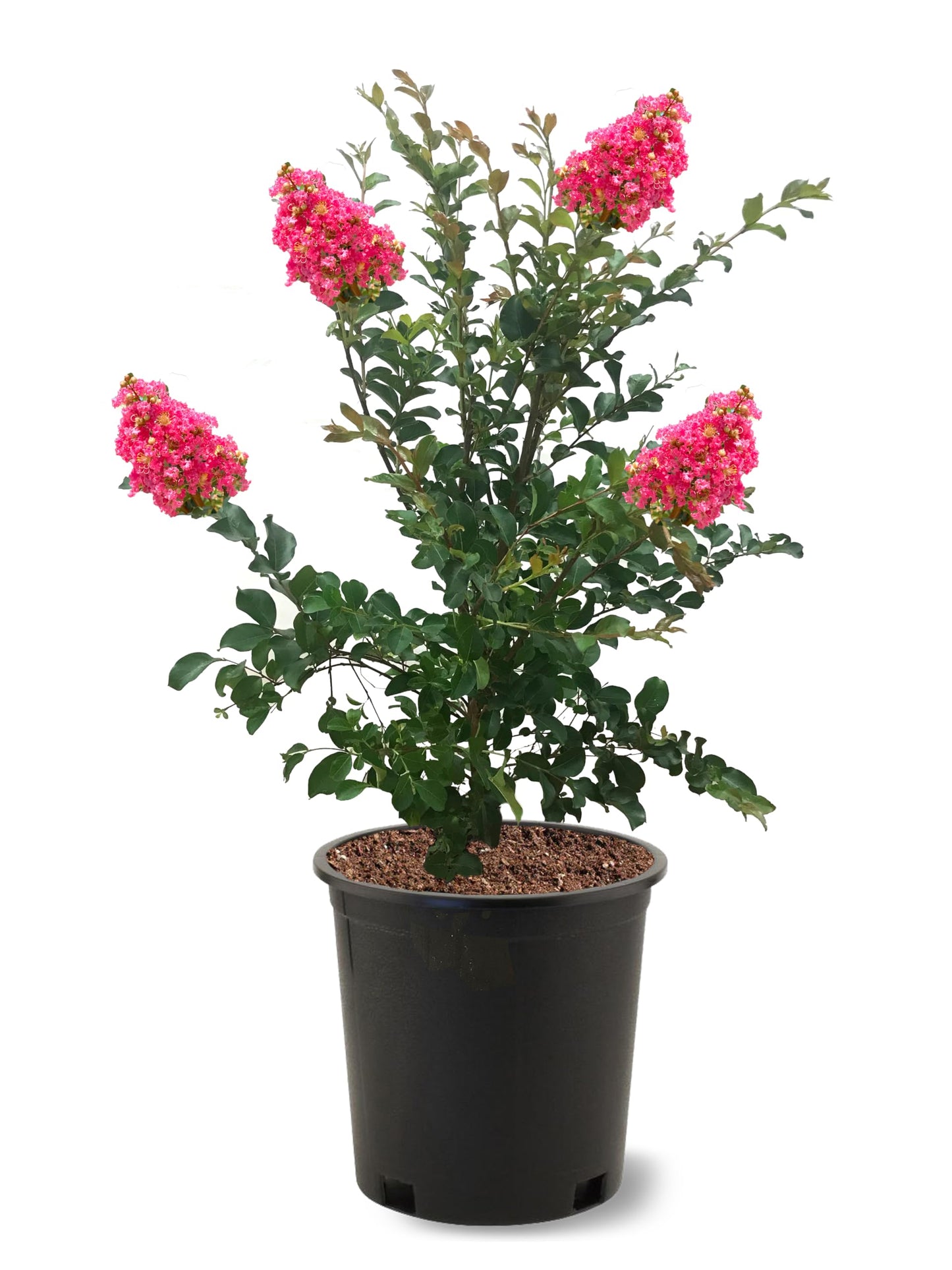 American Plant Exchange Tuscarora Crape Myrtle Tree Live, 3-Gallon Pot, 1-2ft Tall, Dark Pink Flowers, Drought-Tolerant, Large Outdoor Landscape Accent, Year-Round Beauty