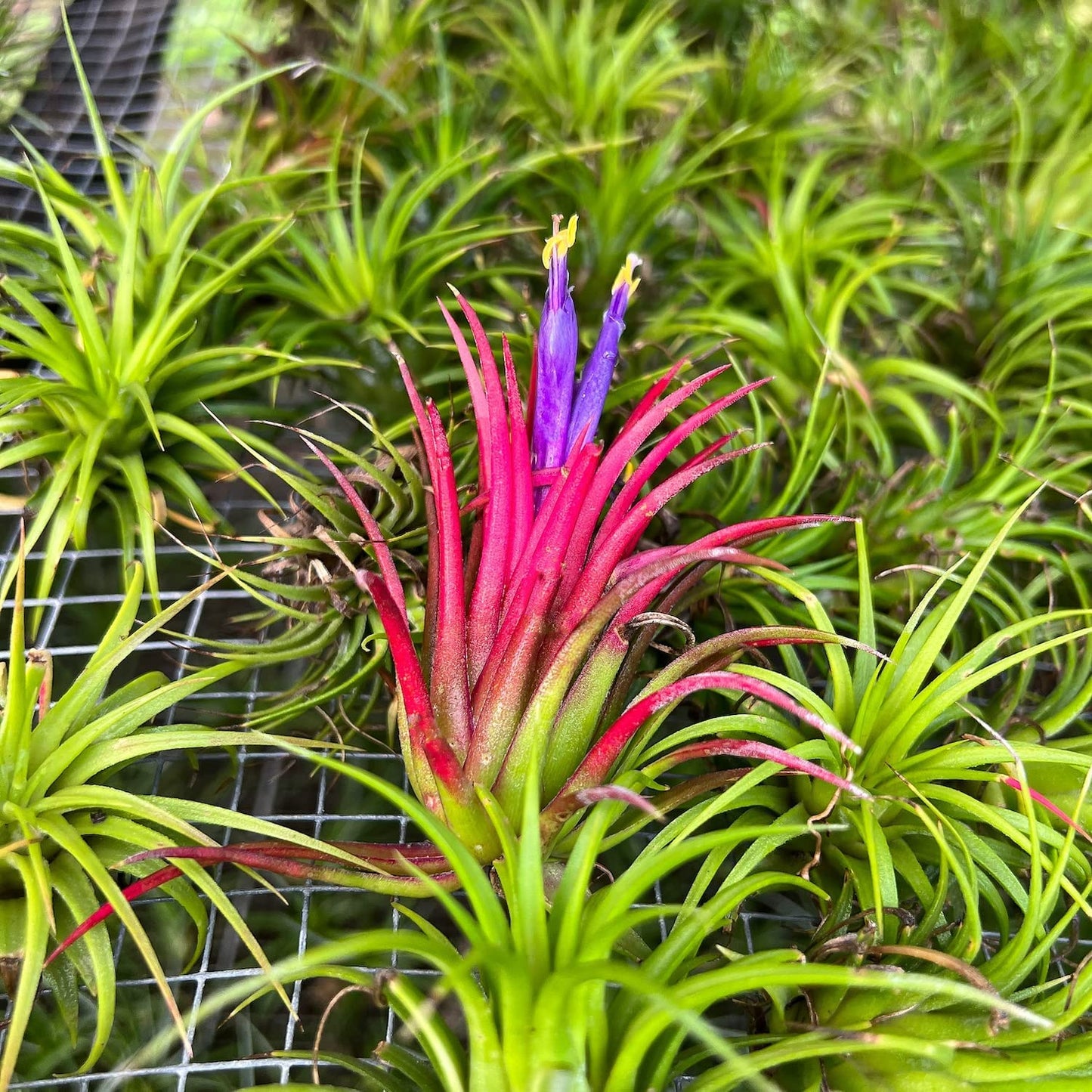 ragnaroc Air Plants Bulk - Tillandsia Ionantha Wholesale Pack, Regular 1-3" - 25ct - Live Arrival Guaranteed - House Plants for Home Decor & Gift