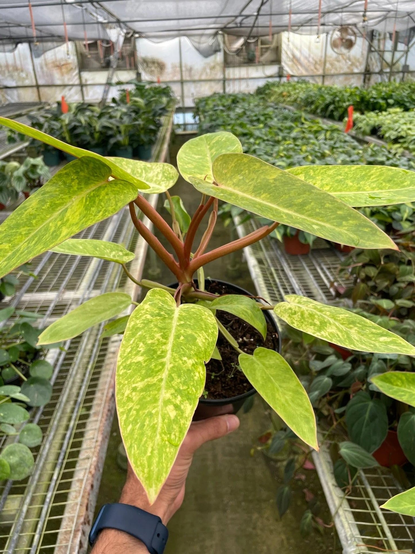 Philodendron 'Painted Lady' | Live Plant for Indoor & Outdoor | for Living Room, Office, Bathroom | (6" Pot)