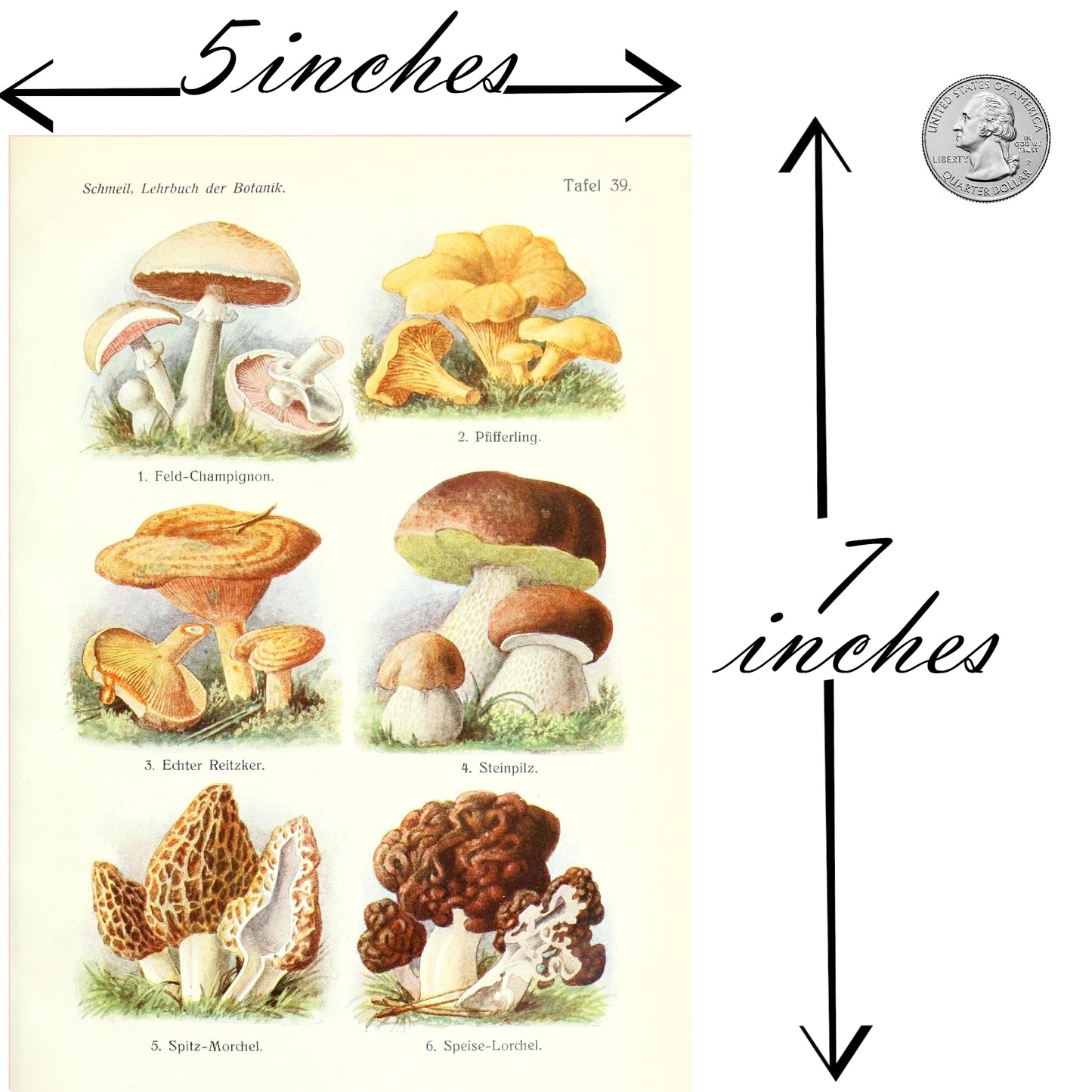 Ink Inc. Botanical Prints Wall Art Woodland Plants - Fern Wildflower Mushroom - Set of 9 5x7- Unframed