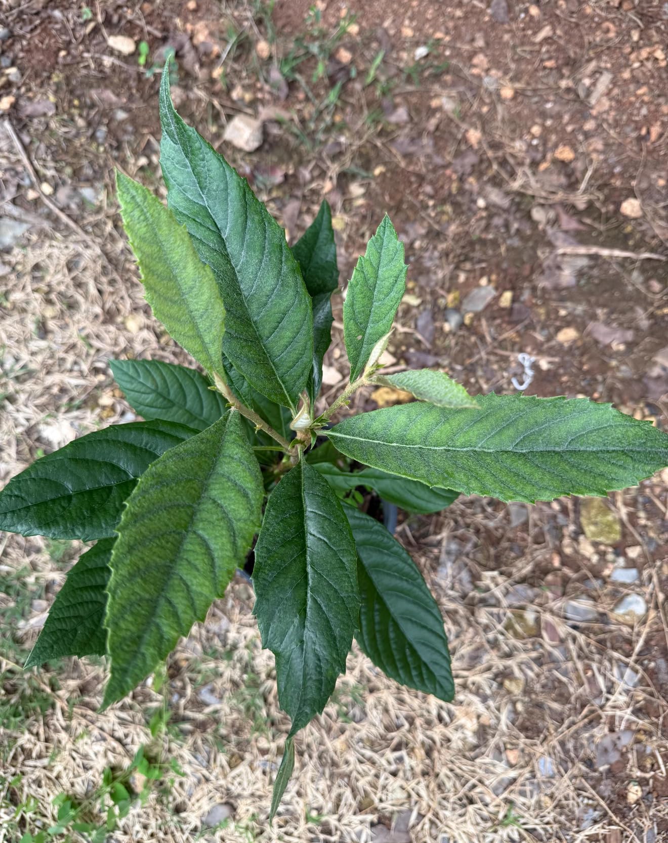 Loquat(Eriobotrya Japonica) Nispero Japones Live Tree(Japanese Plum) Plant (1-2ft)
