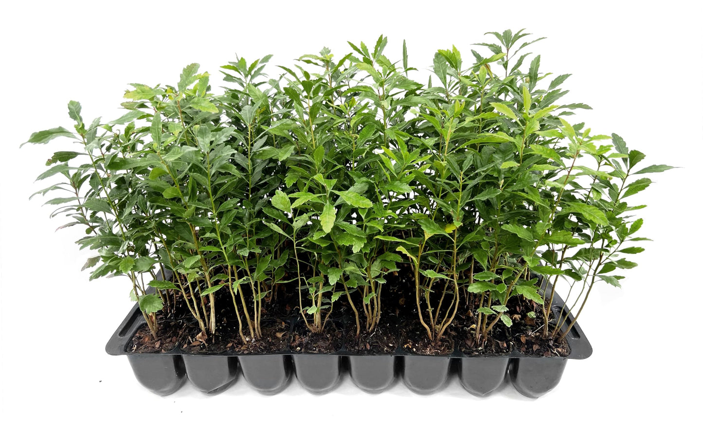Wax Myrtle | 3 Live Plants | Myrica Cerifera | Fast Growing Shrub, Privacy Screen, Evergreen Foliage, Ornamental, Drought Tolerant, Low Maintenance, Garden Landscape