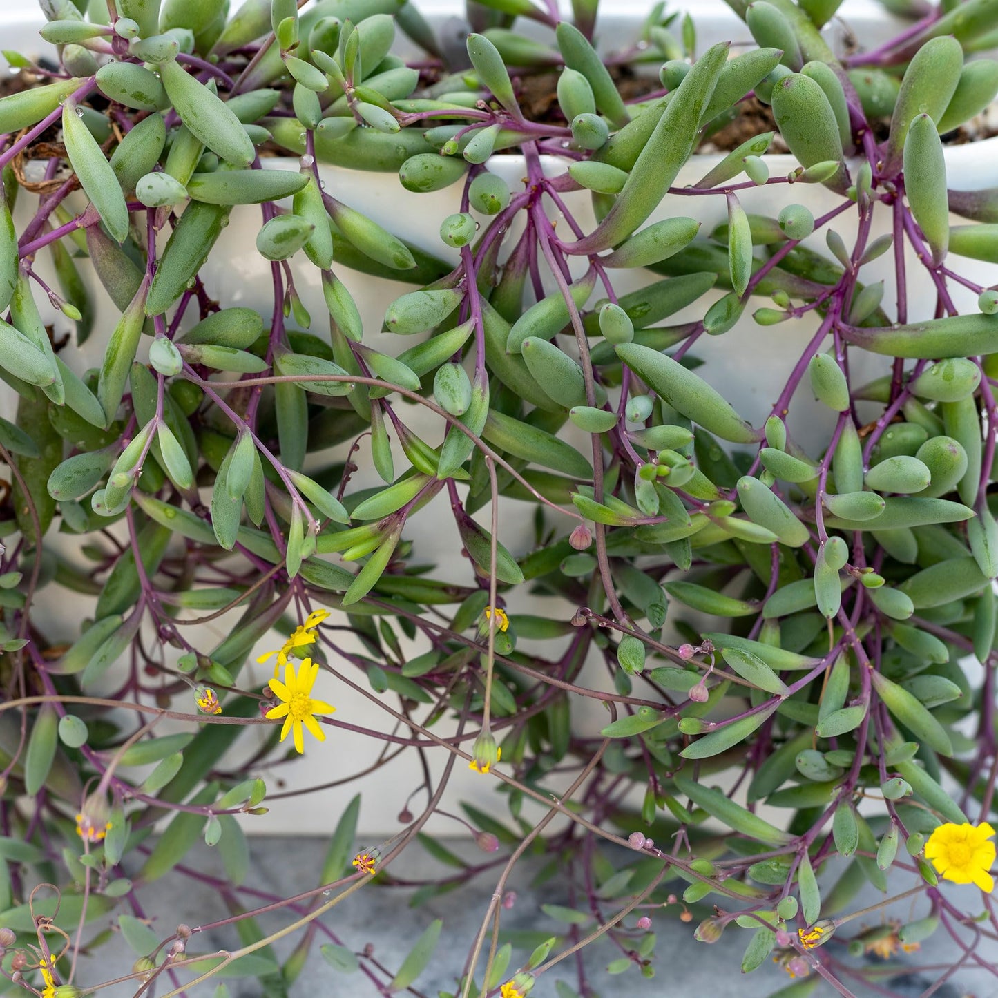 Mountain Crest Gardens Trailing & Strings Succulent Pack - 12 Live Plants in 2 Inch Pots - Real Succulents for Hanging Planters, Home Decor, and DIY Arrangements
