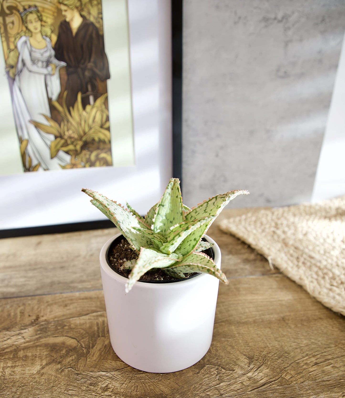 Live Aloe Plant Succulents, Succulents Plants Live in Potting Soil Mix, Potted Succulents Live Plants, Star Aloe Plants Live with Cacti Pots, Cactus Plants Live Succulent Plants by Plants for Pets