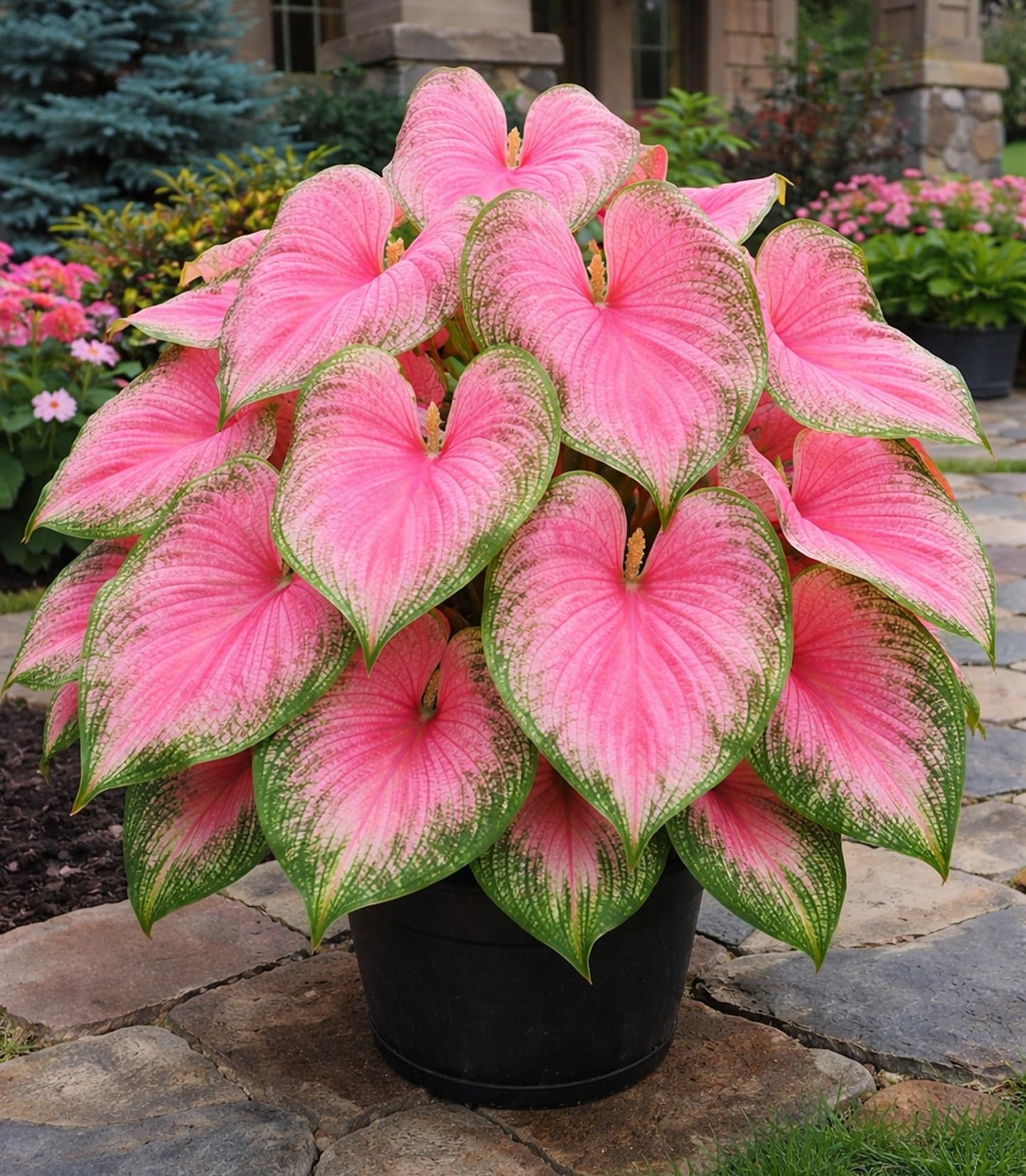 Pink Princess Caladium Bulbs for Planting – Vibrant Pink & Green Spotted Leaves, Easy-Grow Shade Plant, Tropical Color for Garden Beds, Borders & Containers (6 Bulbs)