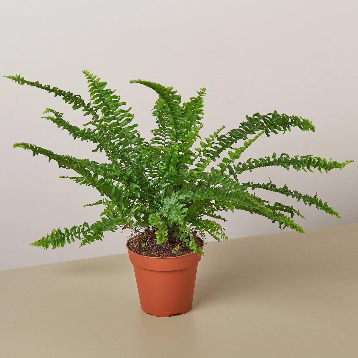 Jester's Crown Fern | Live Plant for Indoor & Outdoor | for Living Room, Office, Bathroom | (4" Pot)