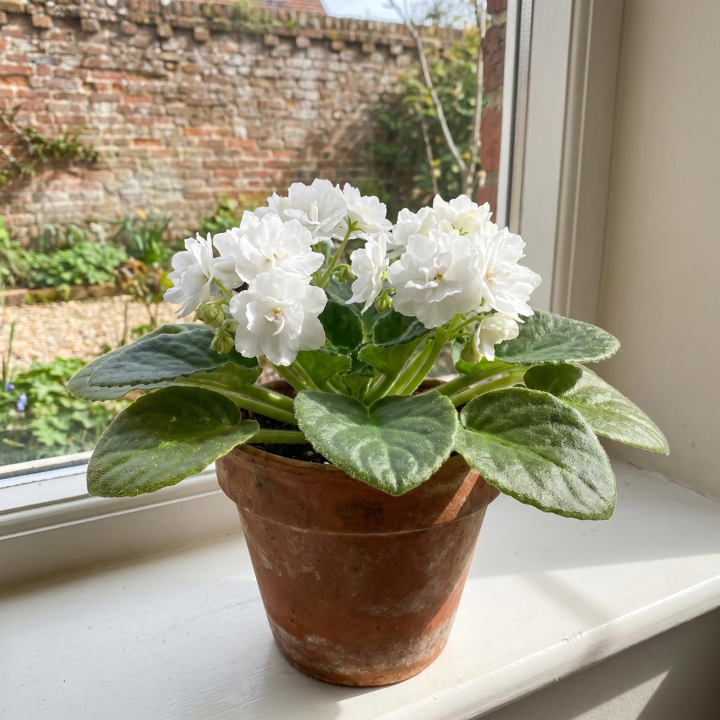 African Violet Plant Live in 4 Inch Pot, Indoor Flowering Houseplant, Compact Blooming Plant for Home or Office (White Blooms)