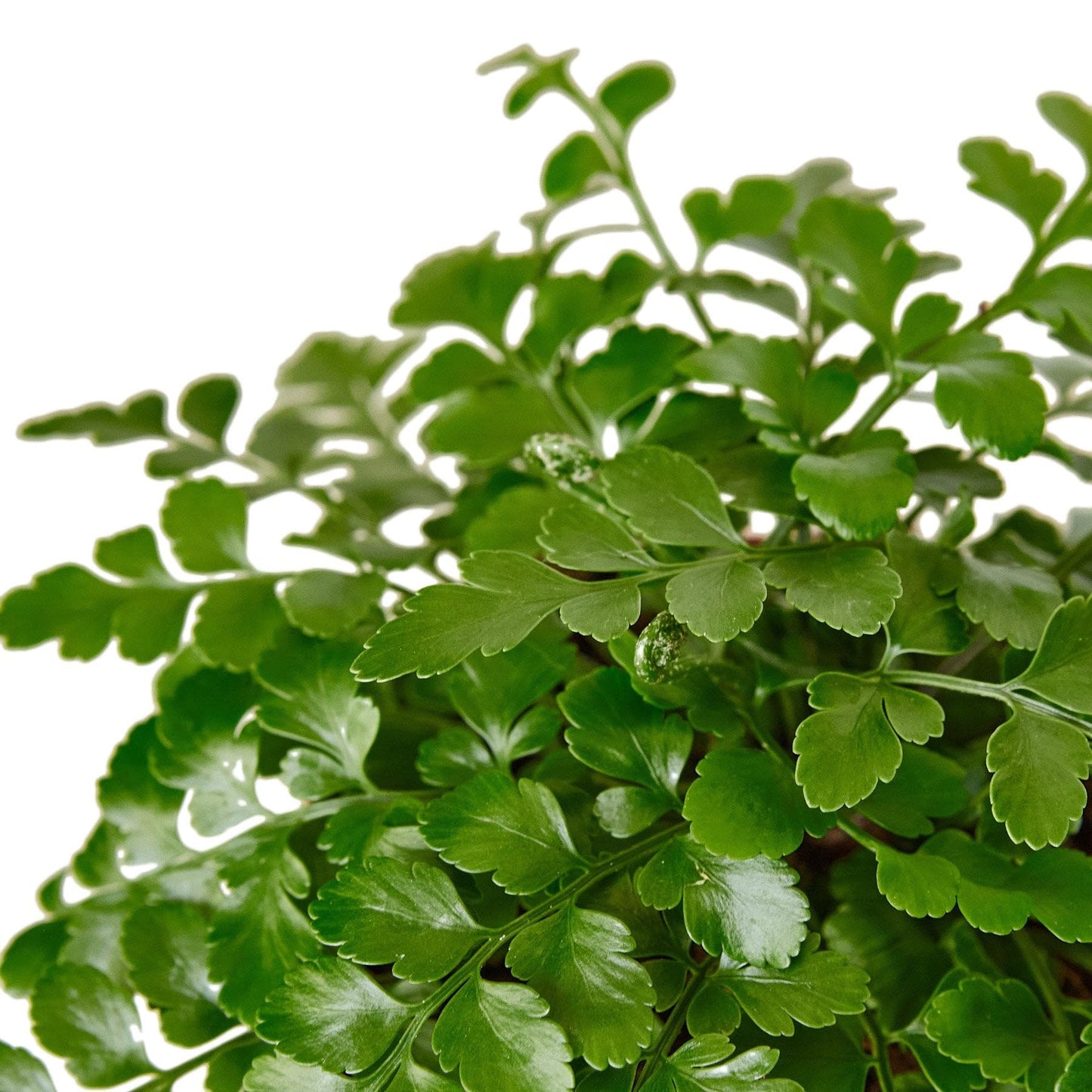 Austral Gem Fern | Live Plant for Indoor & Outdoor | for Living Room, Office, Bathroom | (6" Pot)