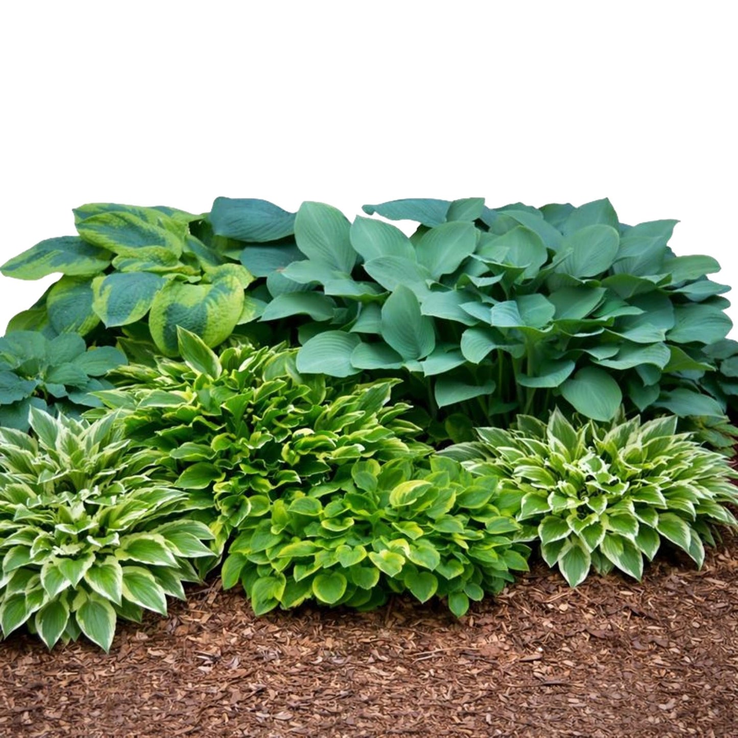 Easy to Grow Hosta Bumper Crop Mix 10 Trimmed Roots - Mixed Varieties Colorful Foliage, Summer Flowers Partial to Full Shade Zones 3-8