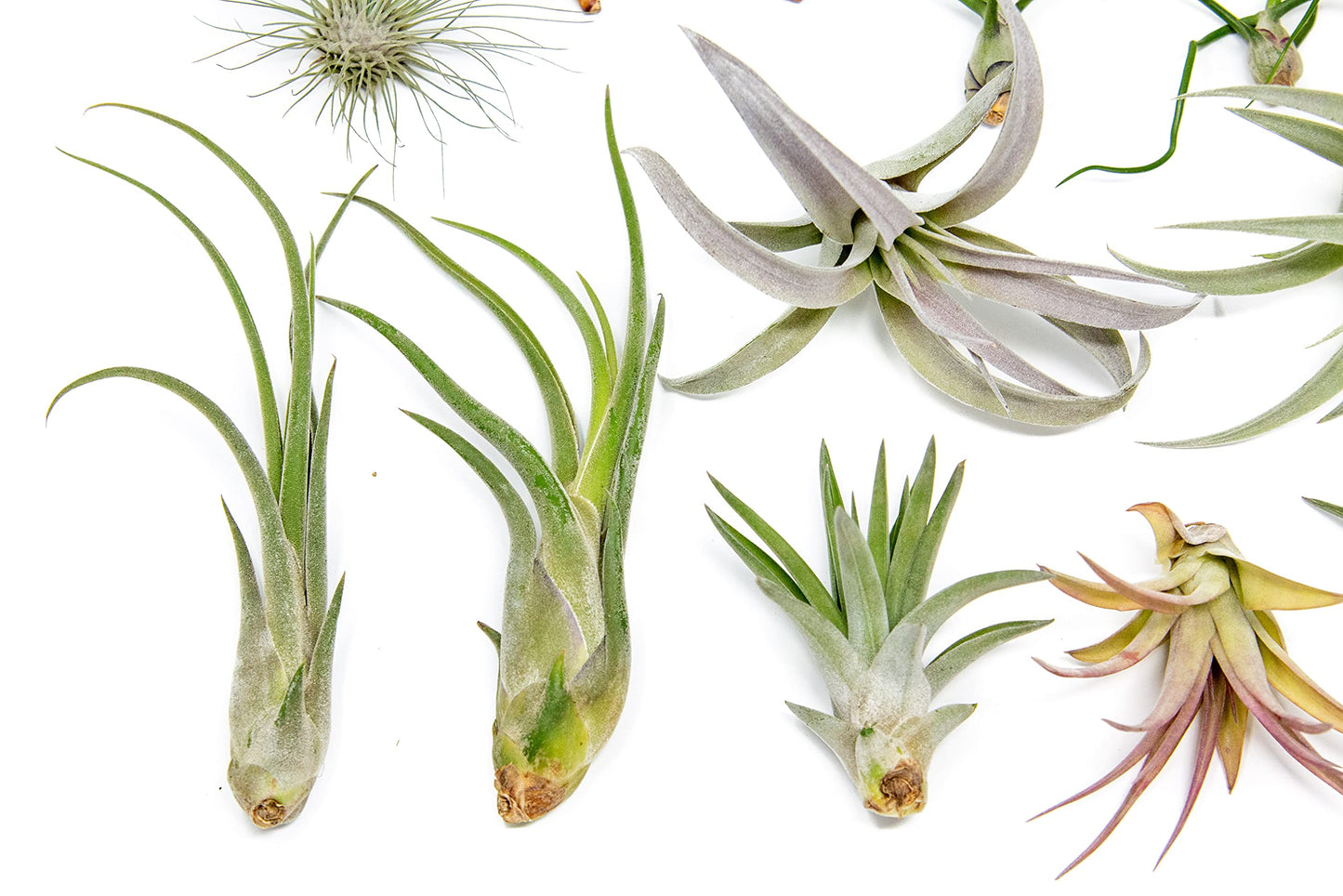25 Grab Bag Pack Small & Medium Air Plants - Fertilizer Packet - Wholesale - Bulk - Live Tillandsia - Easy Care House Plant - Succulents