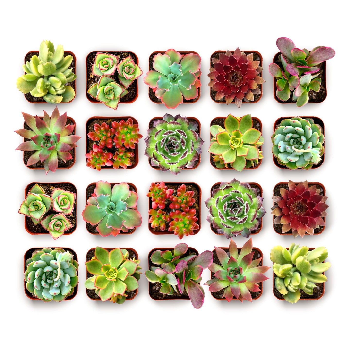 Shop Succulents Spring Beauties Bulk Succulent Plant Pack – Live Mini Succulent Plants, Bright Colorful Mix, Easy Care Houseplants – Gardening, Terrariums, Gifts & Party Favors, 2" Pots