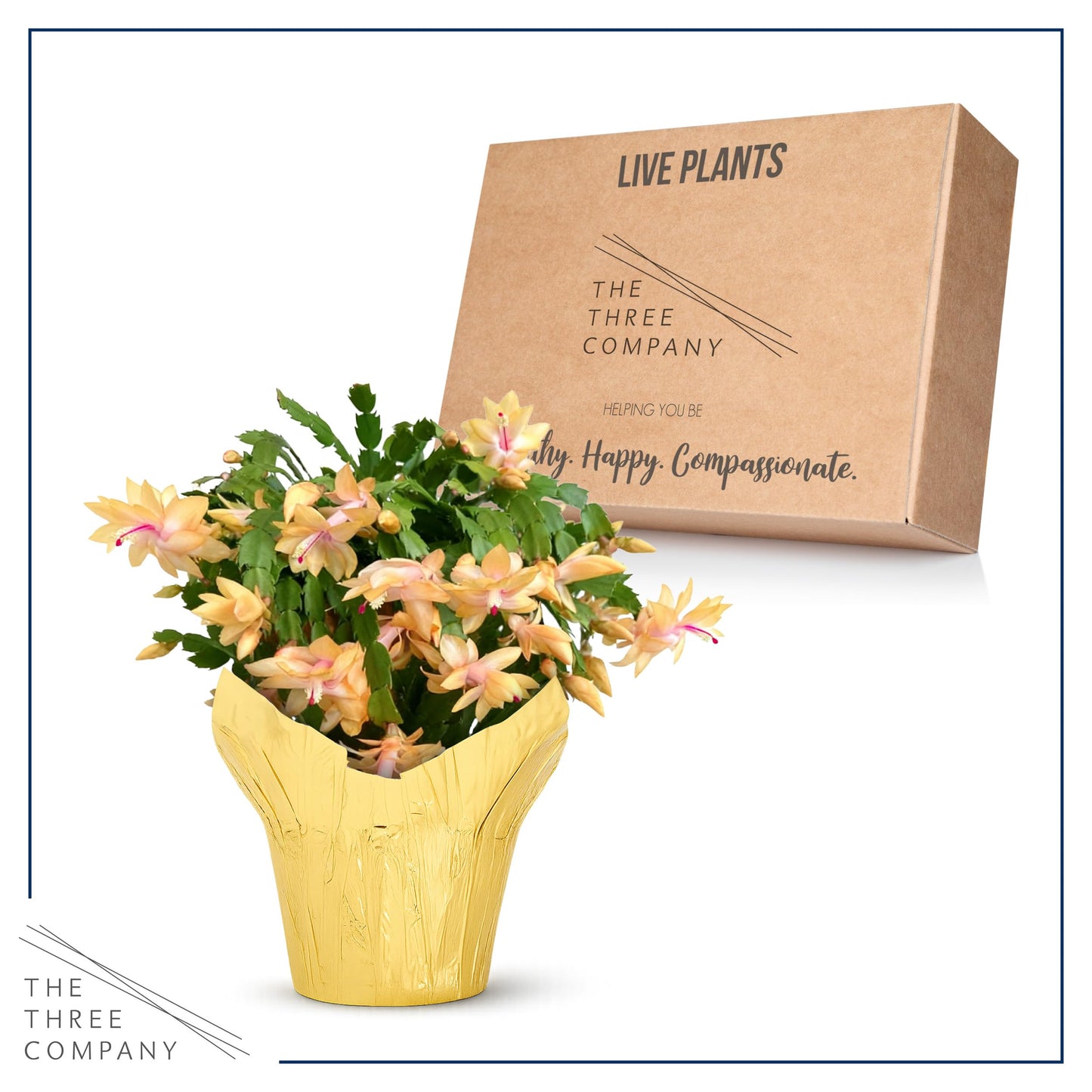 Live Flowering Zygocactus - Yellow-Orange - Thanksgiving/Christmas Cactus - Seasonal Bloomer, Currently Out of Bloom - 5” Tall by 5” Wide in Deco Cover