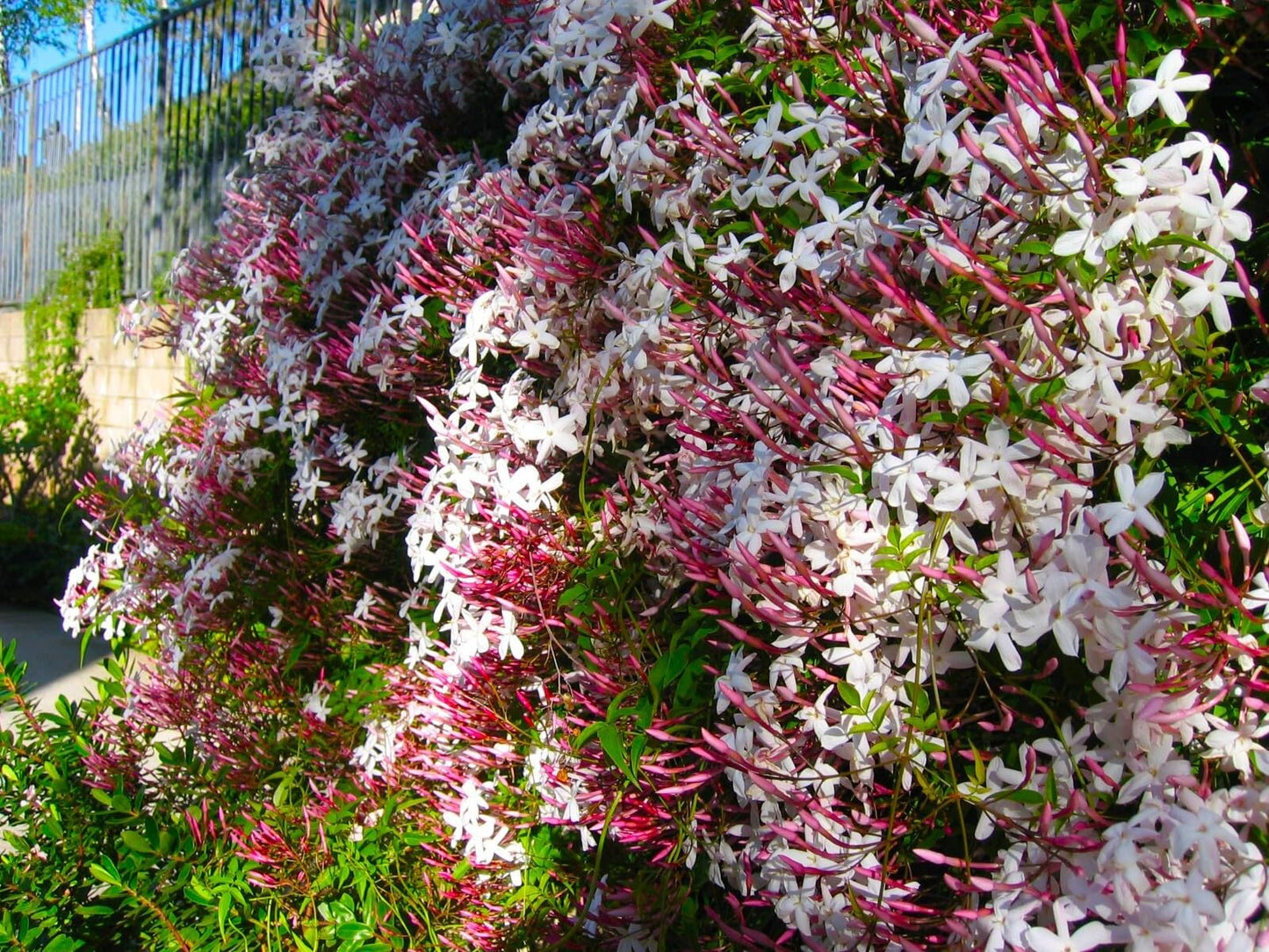 Live Plant - Pink Jasmine Jasminum Polyanthum Rooted Starter Plant Extremely Fragrant