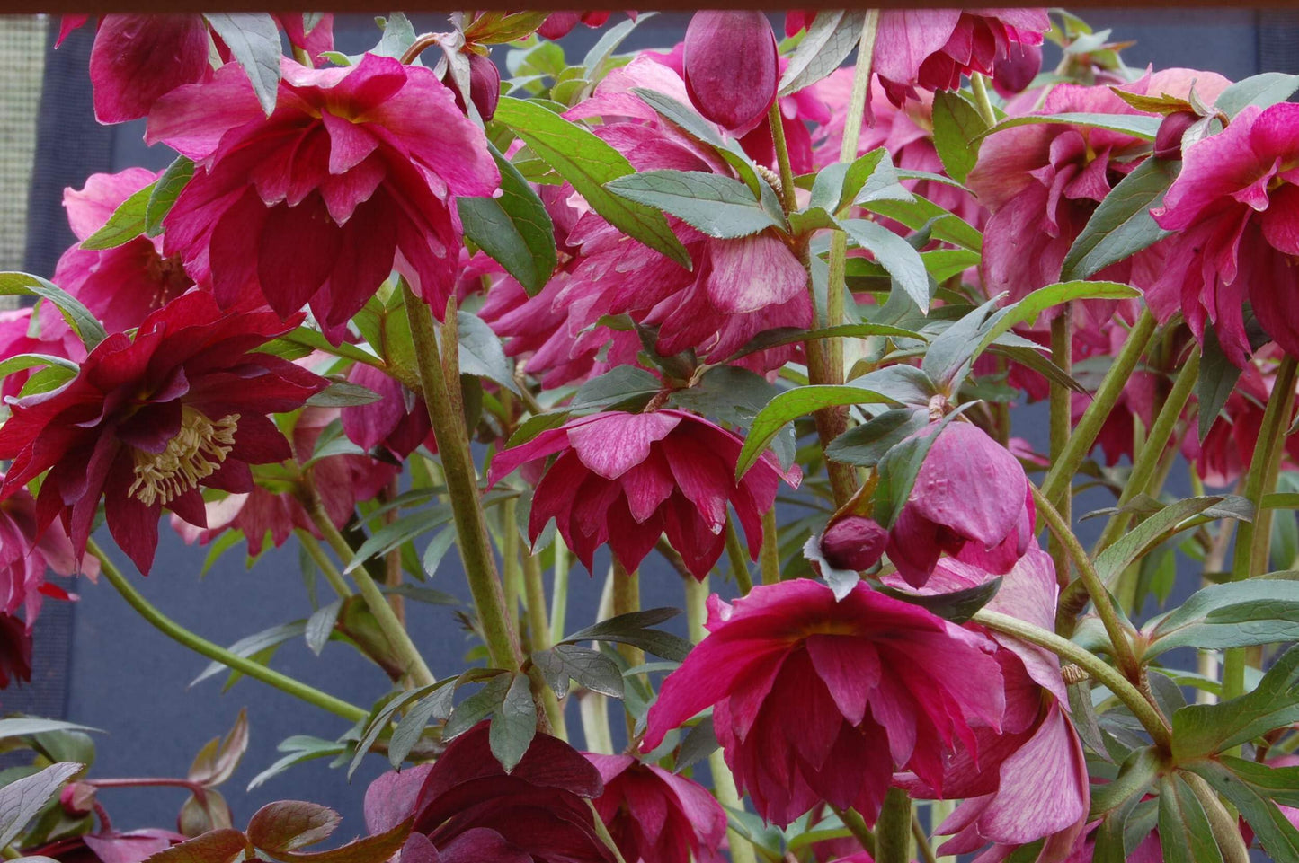 Perennial Farm Helleborus Winter Jewels ‘Red Sapphire’ – Live Lenten Rose in 1 Quart, Deep Red Blooms, Early Spring Color, Shade Loving, Deer Resistant, Ideal for Borders & Woodland Gardens