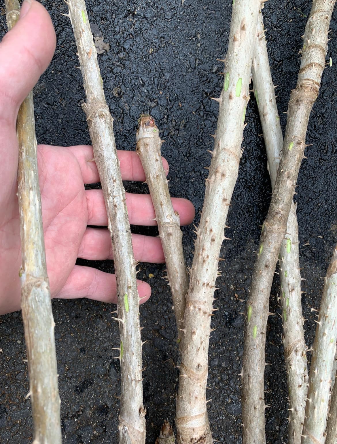 1 Branch/stem 32-34” Long of Aralia spinosa - Devil's Walkingstick.