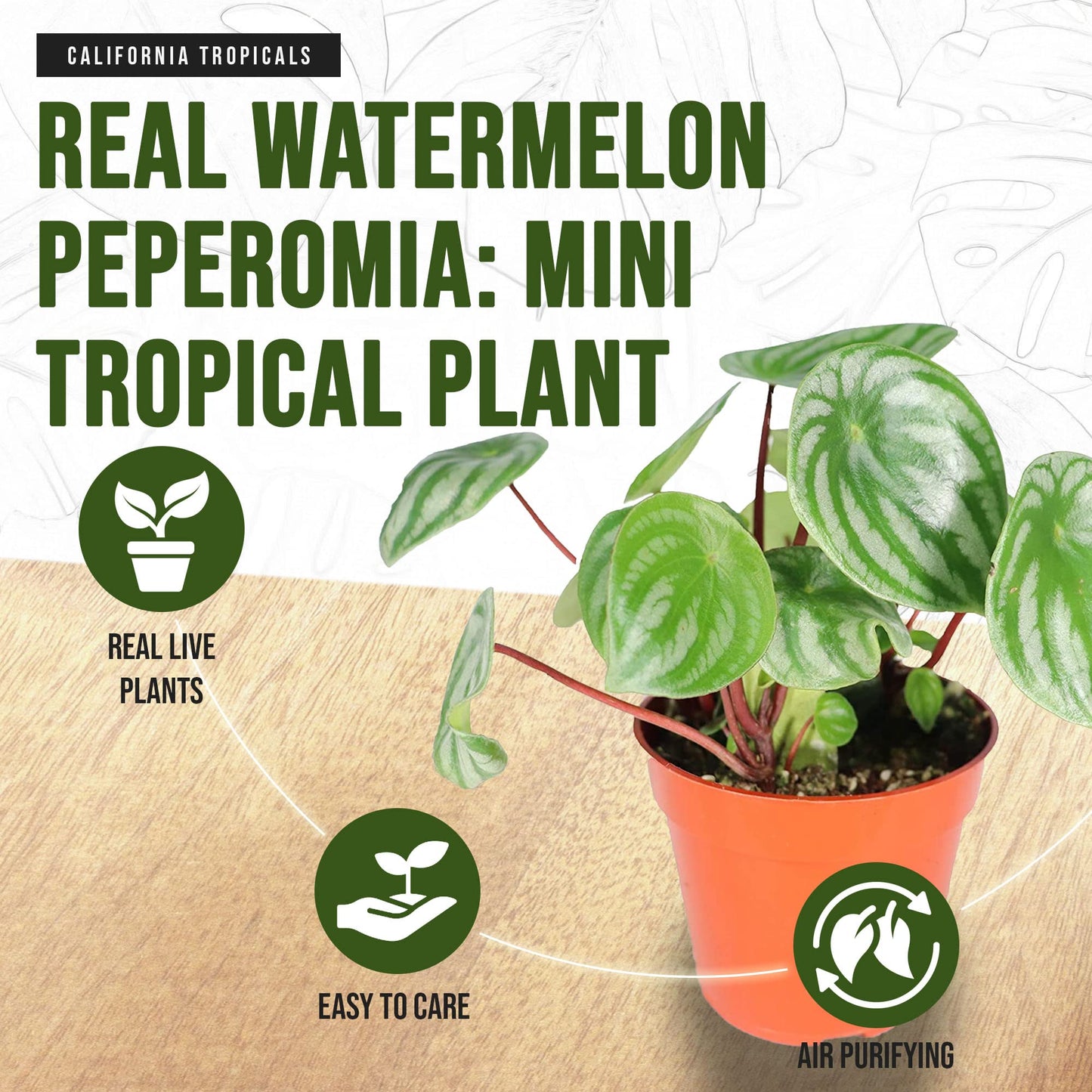 California Tropicals Watermelon Peperomia Plant - 4'' Unique Mini Houseplant - Easy Live Potted Plant for Small Indoor Spaces, Air Purifying - Tiny Garden Gem, Tropical Office Decor