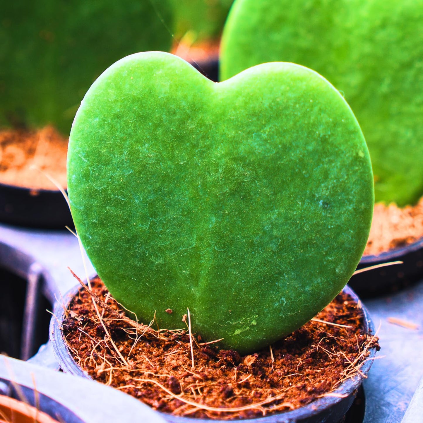 2 Hoya Kerrii, Hoya Kerrii Heart Plants Live, Hoya Plants, Hoya Kerrii Heart 4 Inches for Ornament Indoor Outdoor