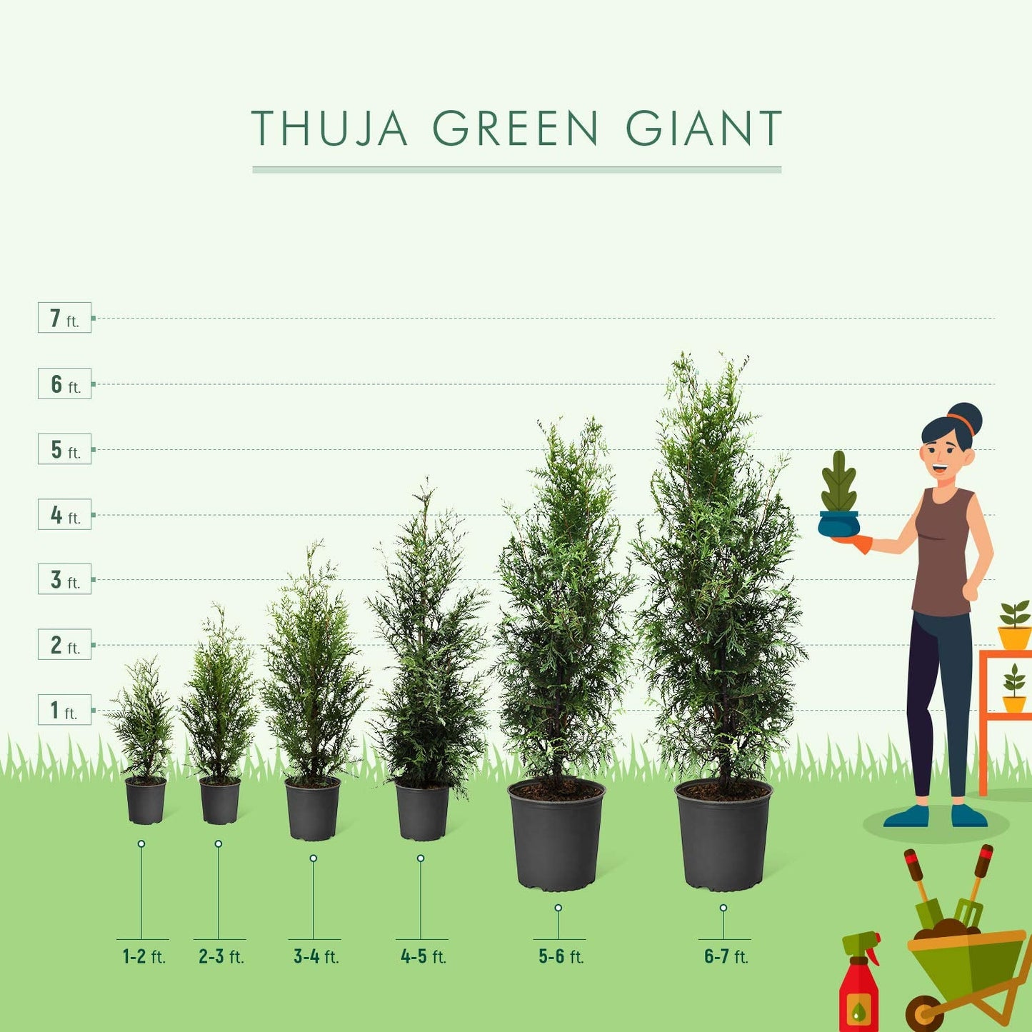 Brighter Blooms - Thuja Green Giant Arborvitae, 1-2 ft. - No Shipping to AK, AZ, HI, OR