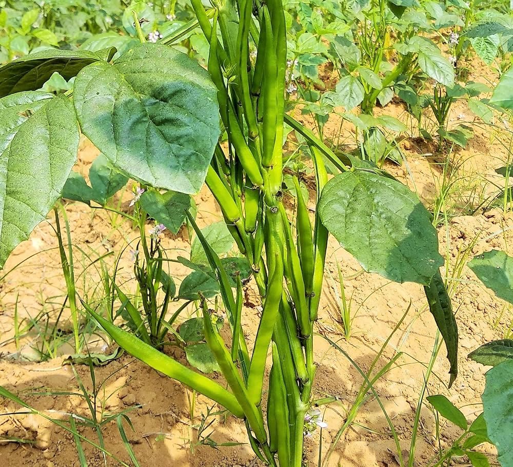 100+ Pcs Indian Cluster Bean Seeds, Non-GMO Vegetable Seeds for Planting, High Germination Guar Seeds for Home Garden, Backyard, Outdoor Grow Bags or Pots
