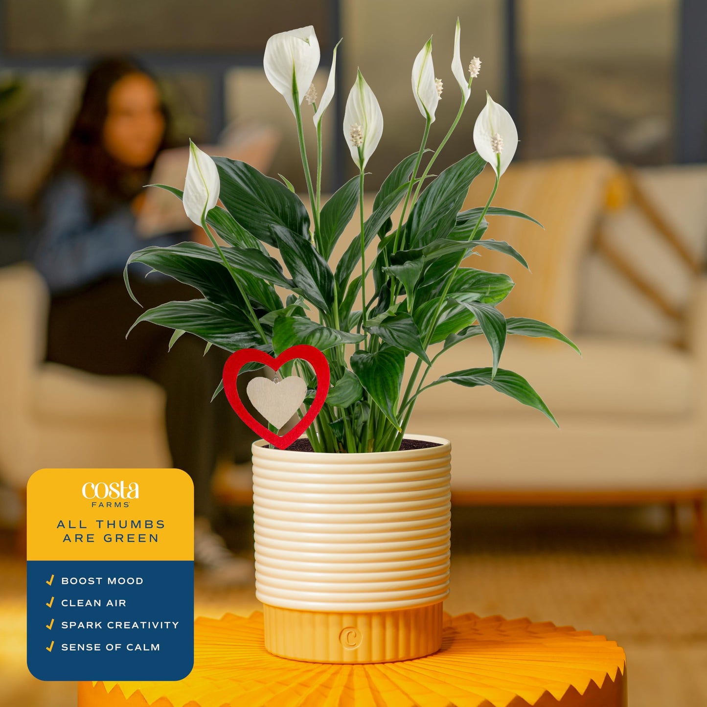 Costa Farms Peace Lily Live Indoor Plant, Spathiphyllum in Decorative Pot, Easy Care Houseplant, Natural Air Purifier, Flowering Office or Home Decor, Gift, 14-24 Inches Tall