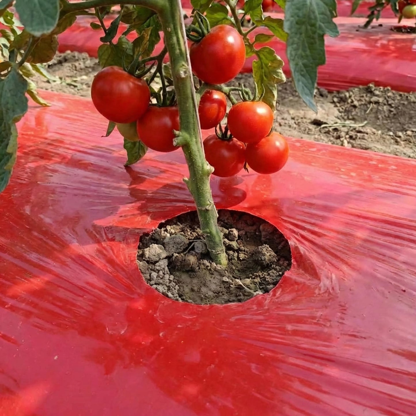 2Pack 4 Mil Embossed Red Mulch Garden Plastic Film, 4ft X 25ft Red Agriculture Crops Grow Film, Planting Mulch Films for Potato, Tomato, Eggplant, Strawberry