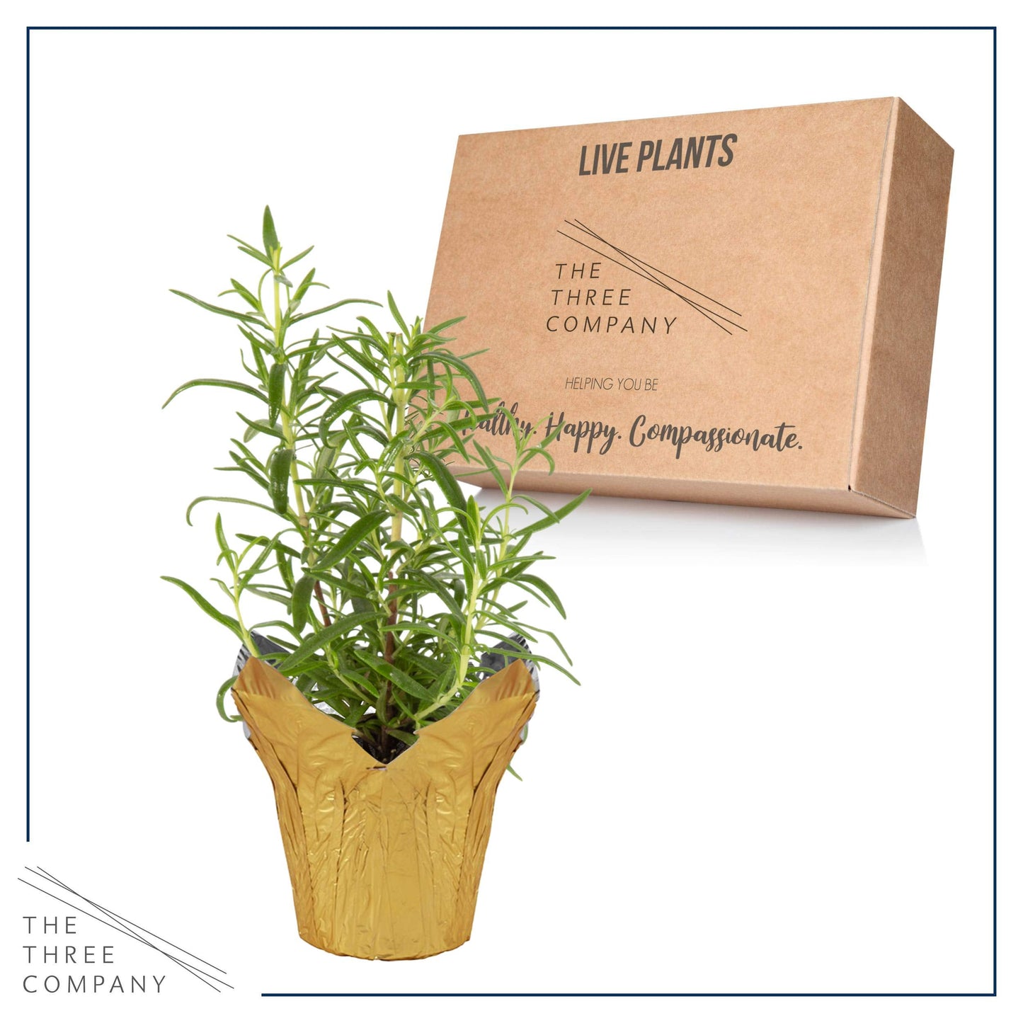 Live Aromatic and Healthy Herb - Rosemary, Improves Breathing, Wrapped in Deco Cover, 14" Tall by 6" Wide in 1.25 Quart Pot