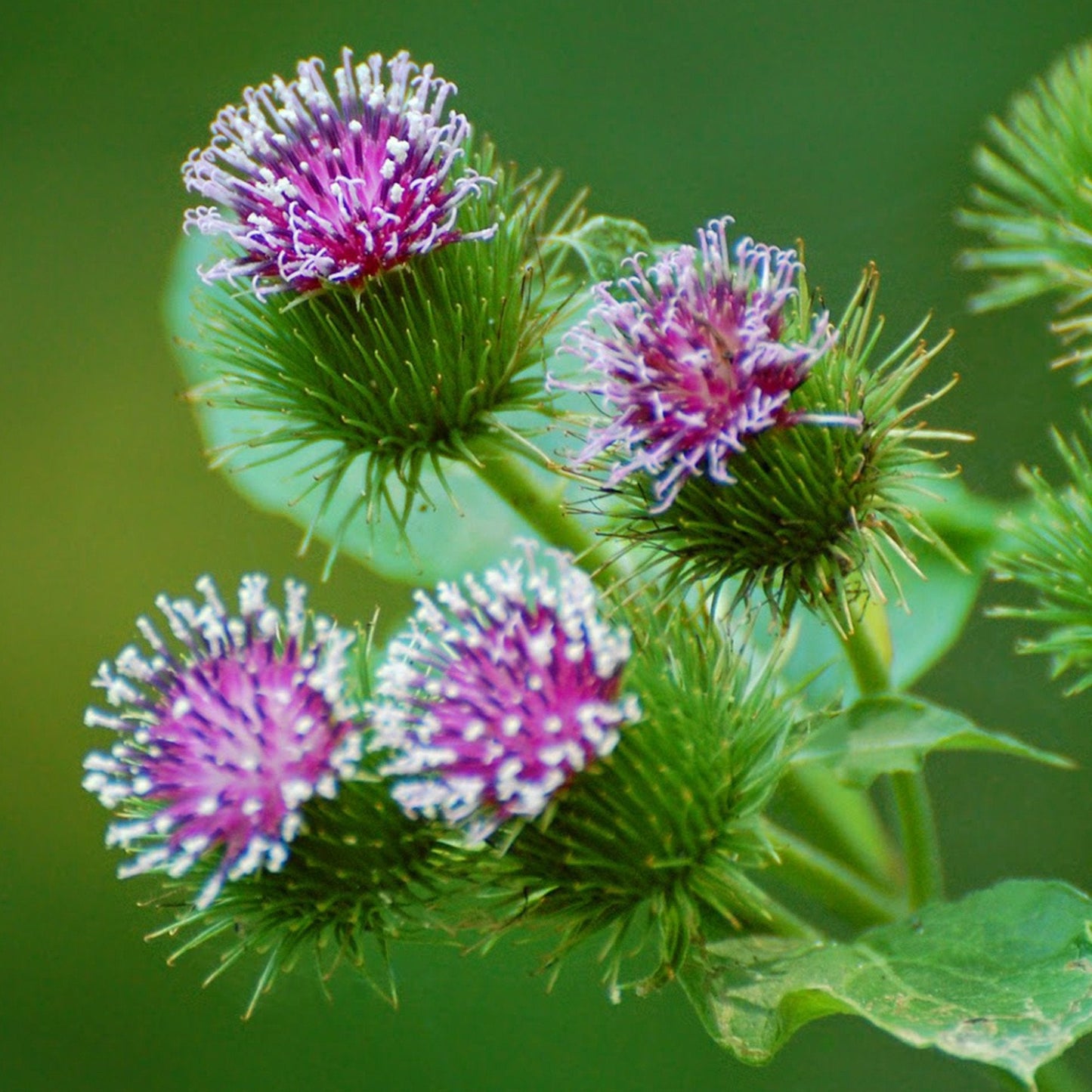 Palm Beach Medicinal Herbs - Burdock (Arcticum lappa) - Packet of 50 Seeds