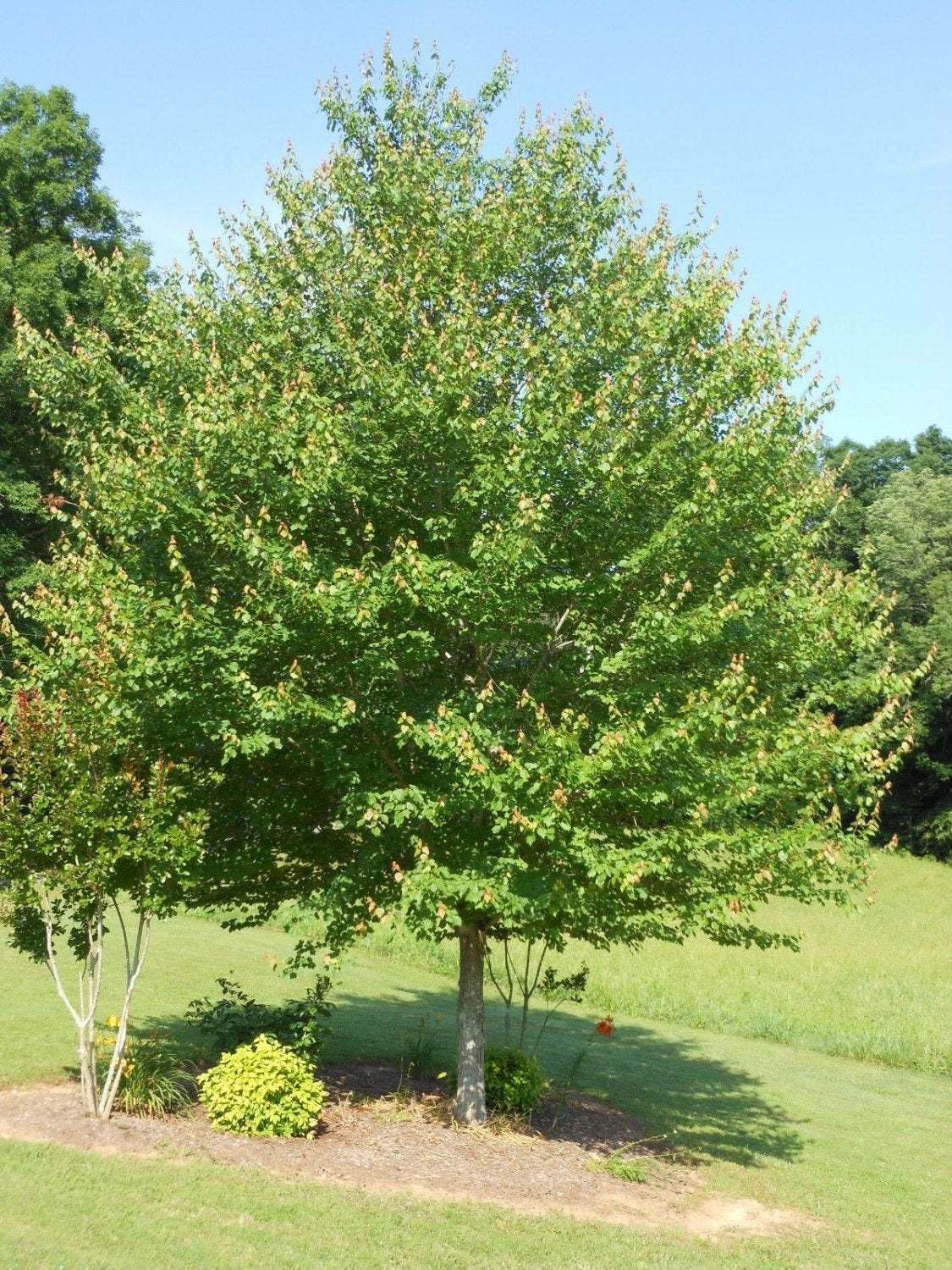 Live Plant - Red Maple Tree - Live Plant - 12-16" Tall Seedling - Quart Pot - Acer Rubrum