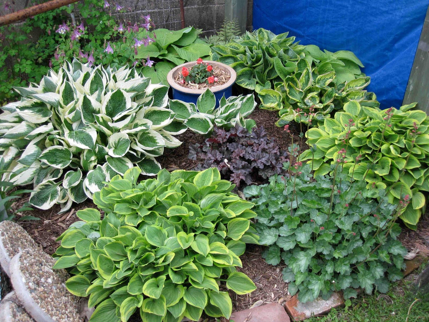 Hosta Plants, Mixed Varieties with Heart-Shaped Leaves, 6-Pack Live Bare Root Plants for Garden