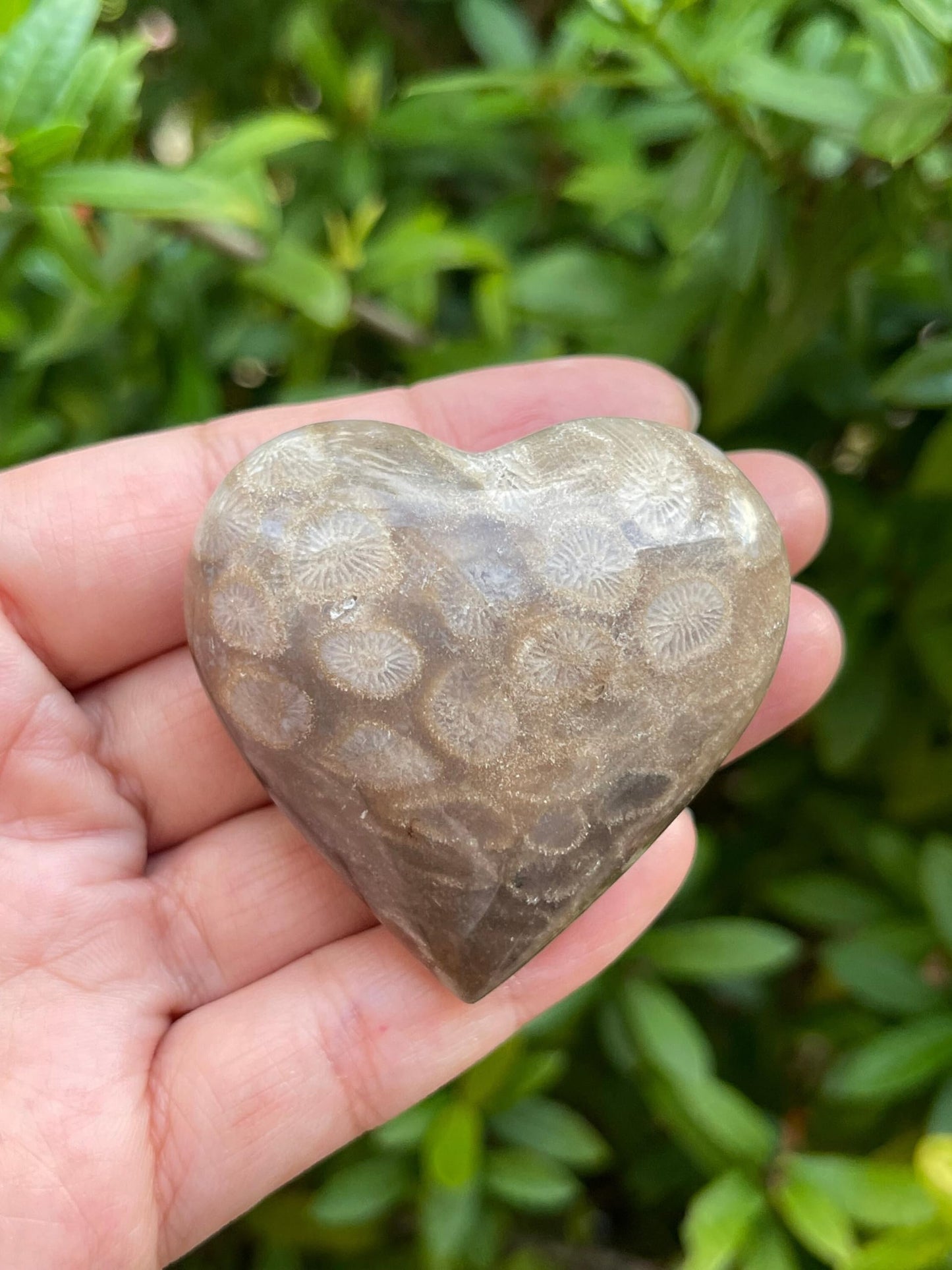GAF TREASURES Fossil Coral Gemstone Hearts, Polished Fossil Coral Puffy Hearts, Fossil Coral Crystal Palm Stone, Fossil Coral Healing Crystal Hearts (1 Heart)