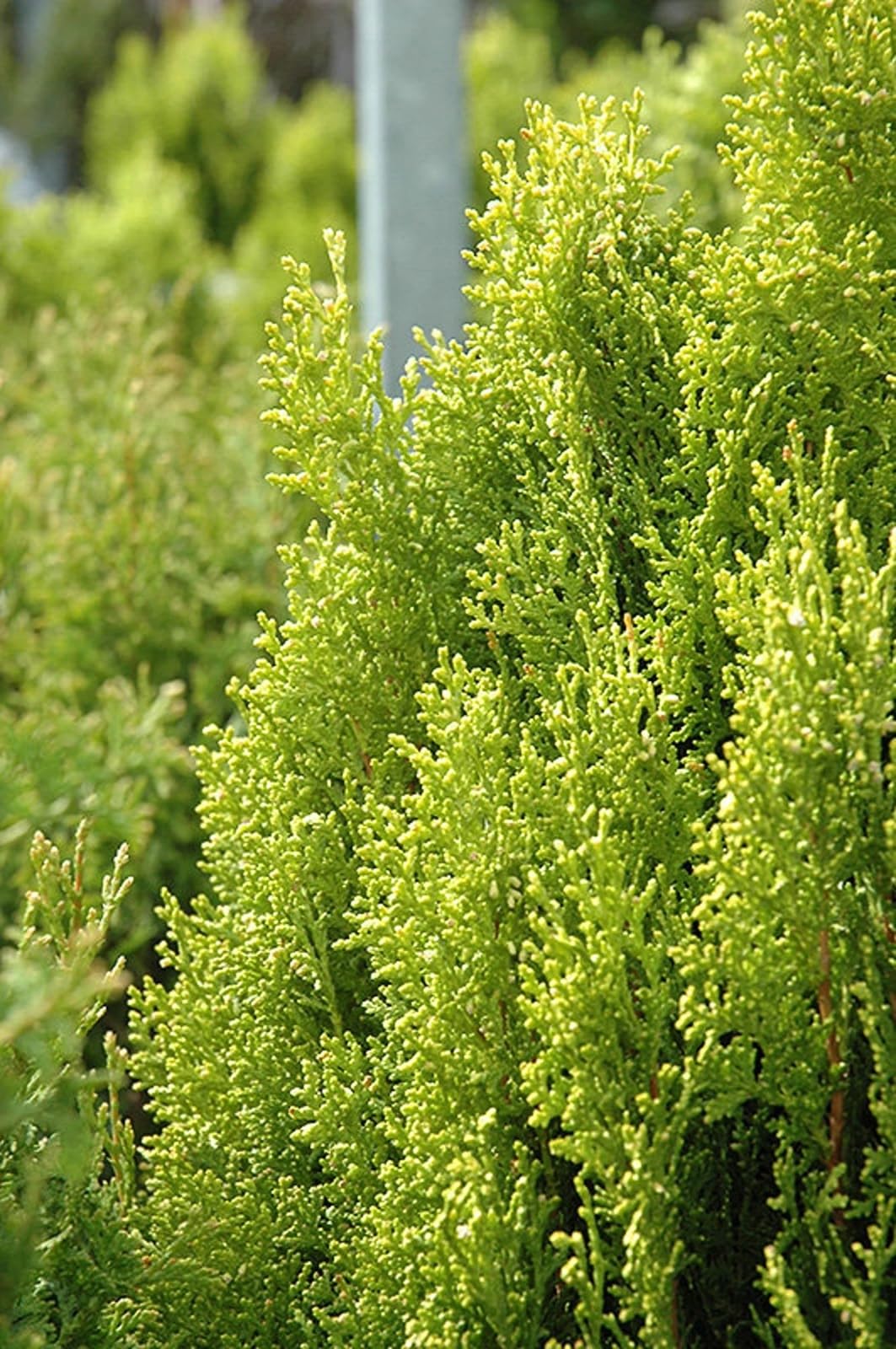 Live Plant - Berckmans Golden Arborvitae Shrub/Bush - 4-6" Tall Seedling, Live Plant - 3" Pot