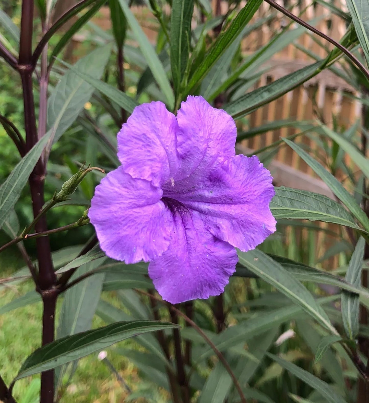 Purple Showers Ruellia Live Plants | Pack of 2 (Two) | 5-9" Tall | Tall Mexican Petunia | Heat Tolerant Perennial for Rain Gardens & Privacy Borders | Deep Violet Sterile Blooms (Zone 8-11)